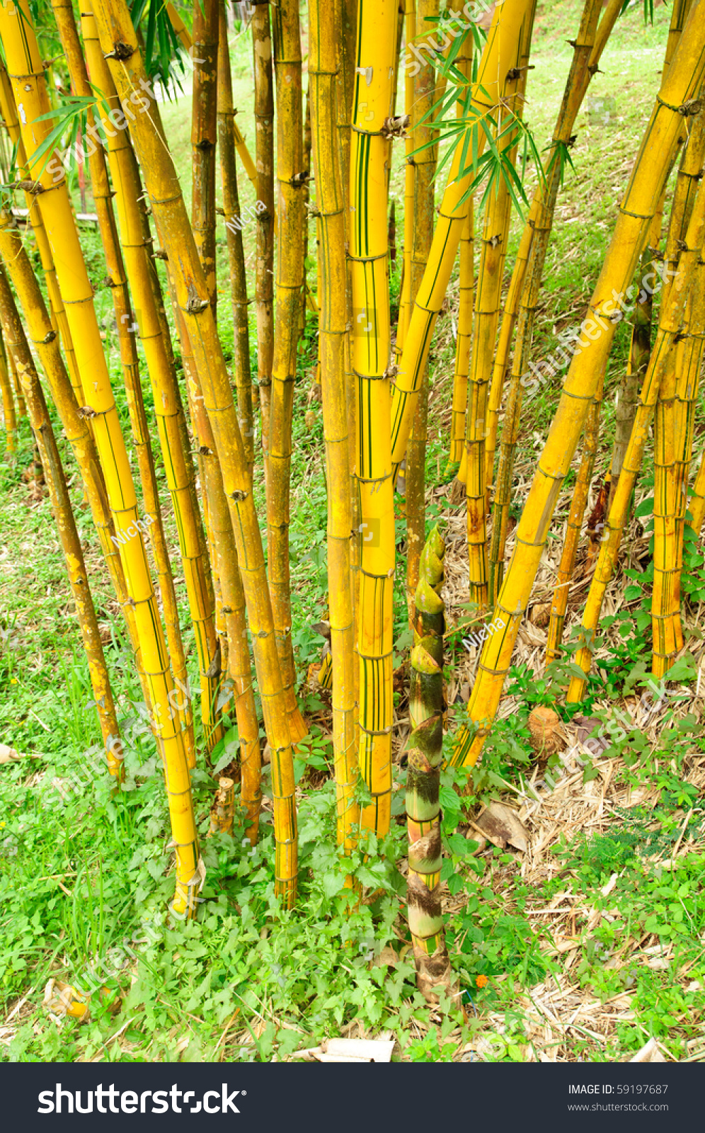 Golden Bamboo Stock Photo 59197687 - Shutterstock