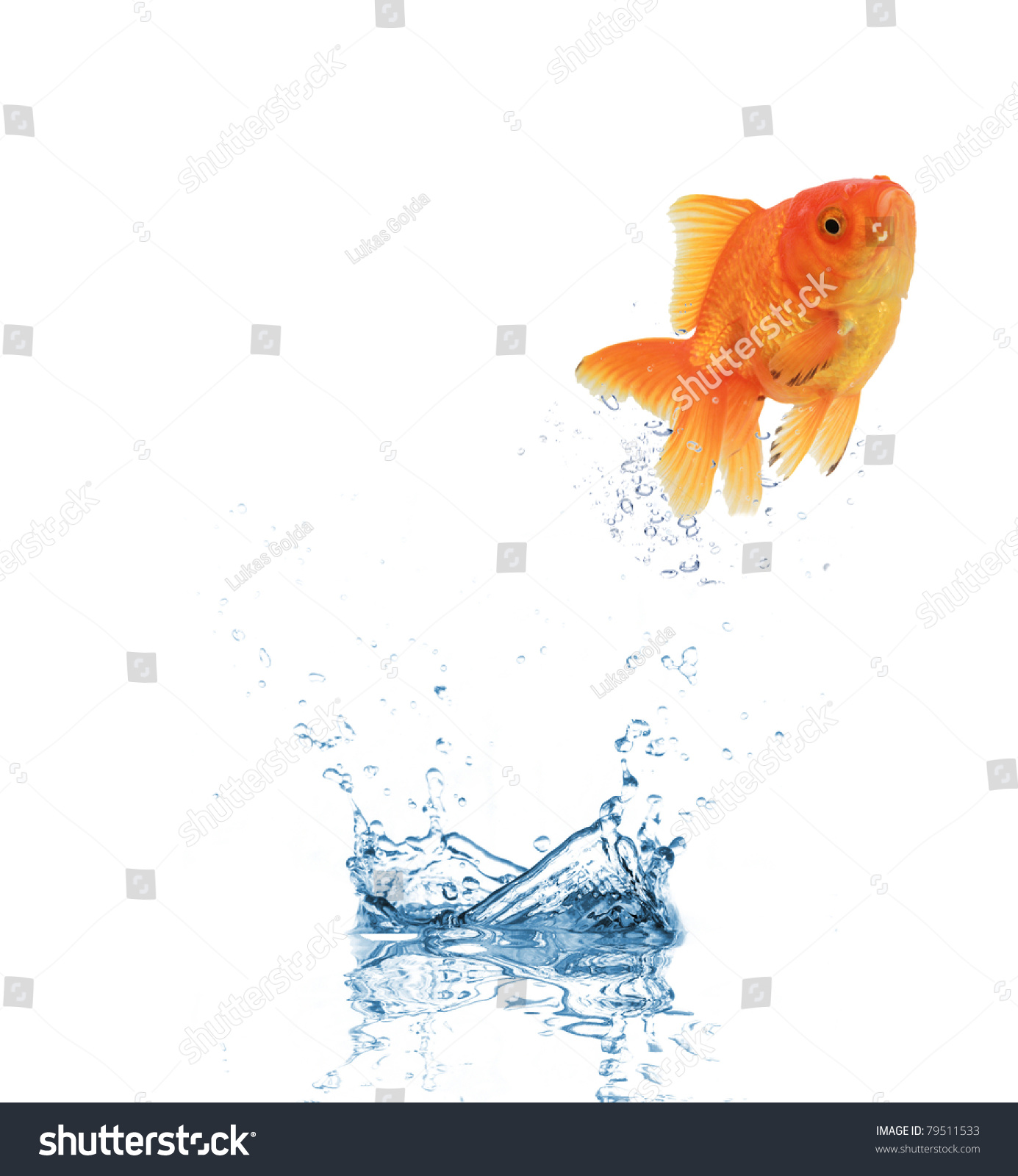 Golden Fish Jumping Out Of Water Stock Photo 79511533 : Shutterstock