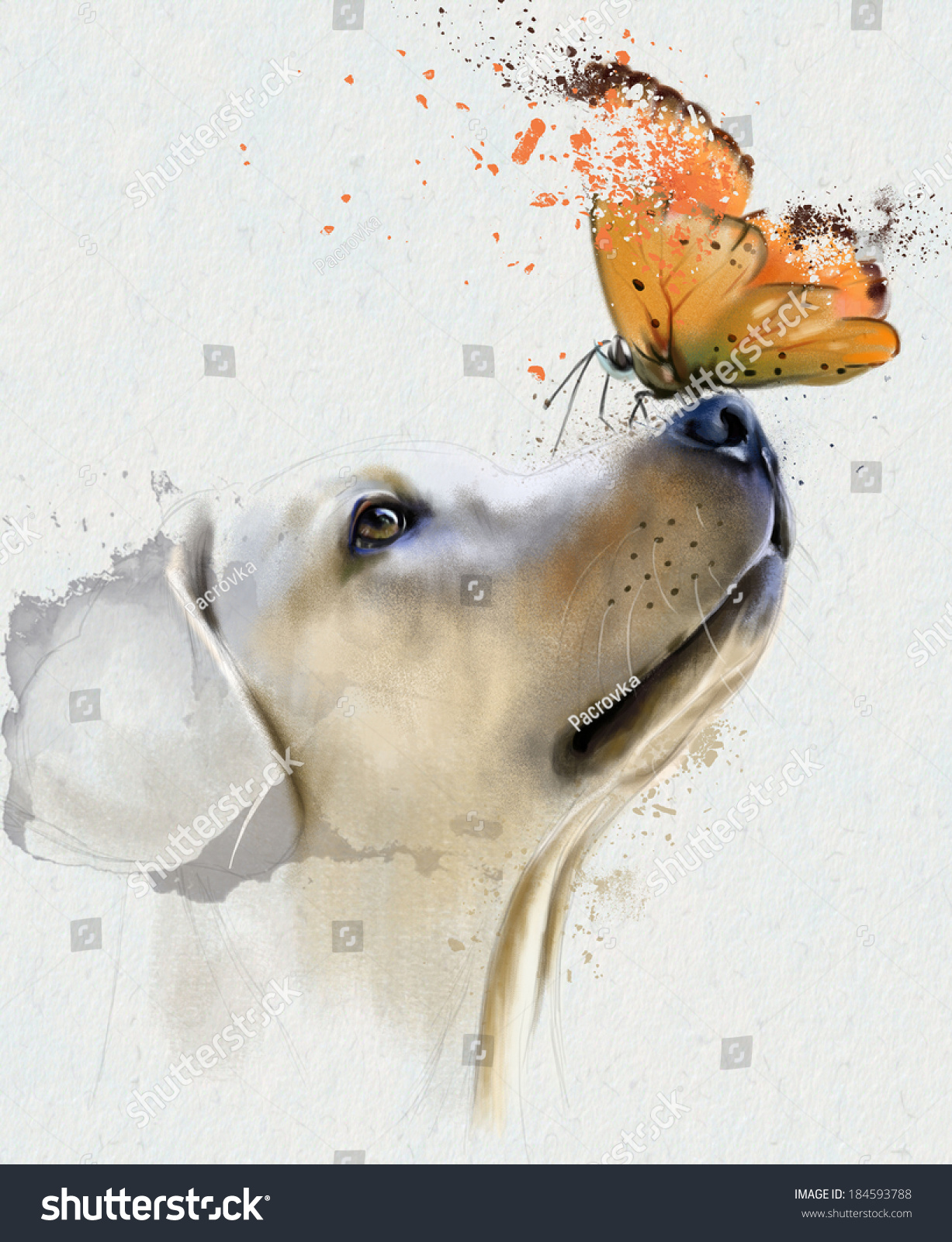 Golden Retriever Dog With Butterfly Stock Photo 184593788 : Shutterstock