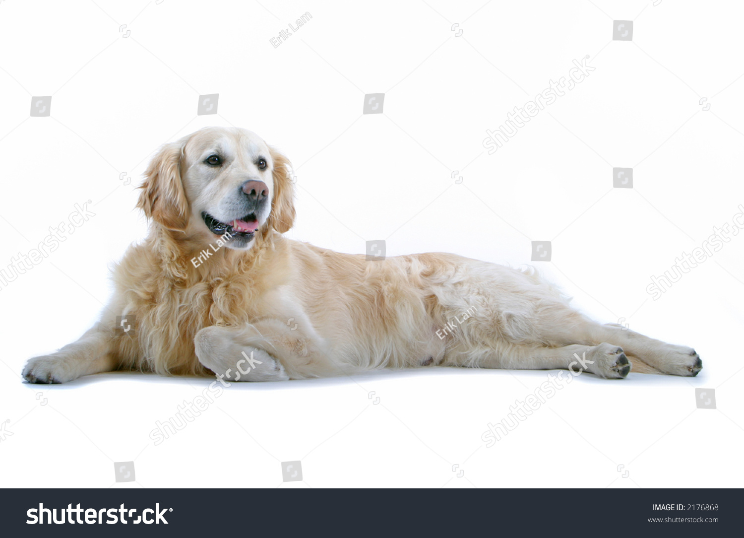 Golden Retriever Laying Down Stock Photo 2176868 Shutterstock