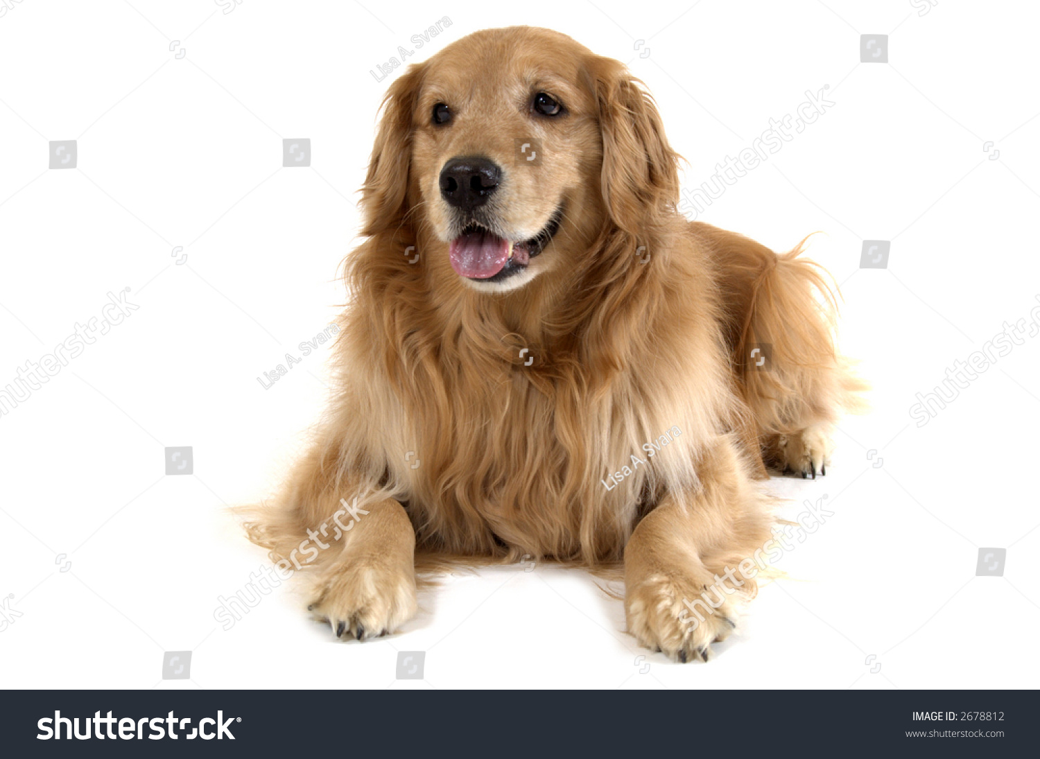 Golden Retriever Laying Down Stock Photo 2678812 Shutterstock