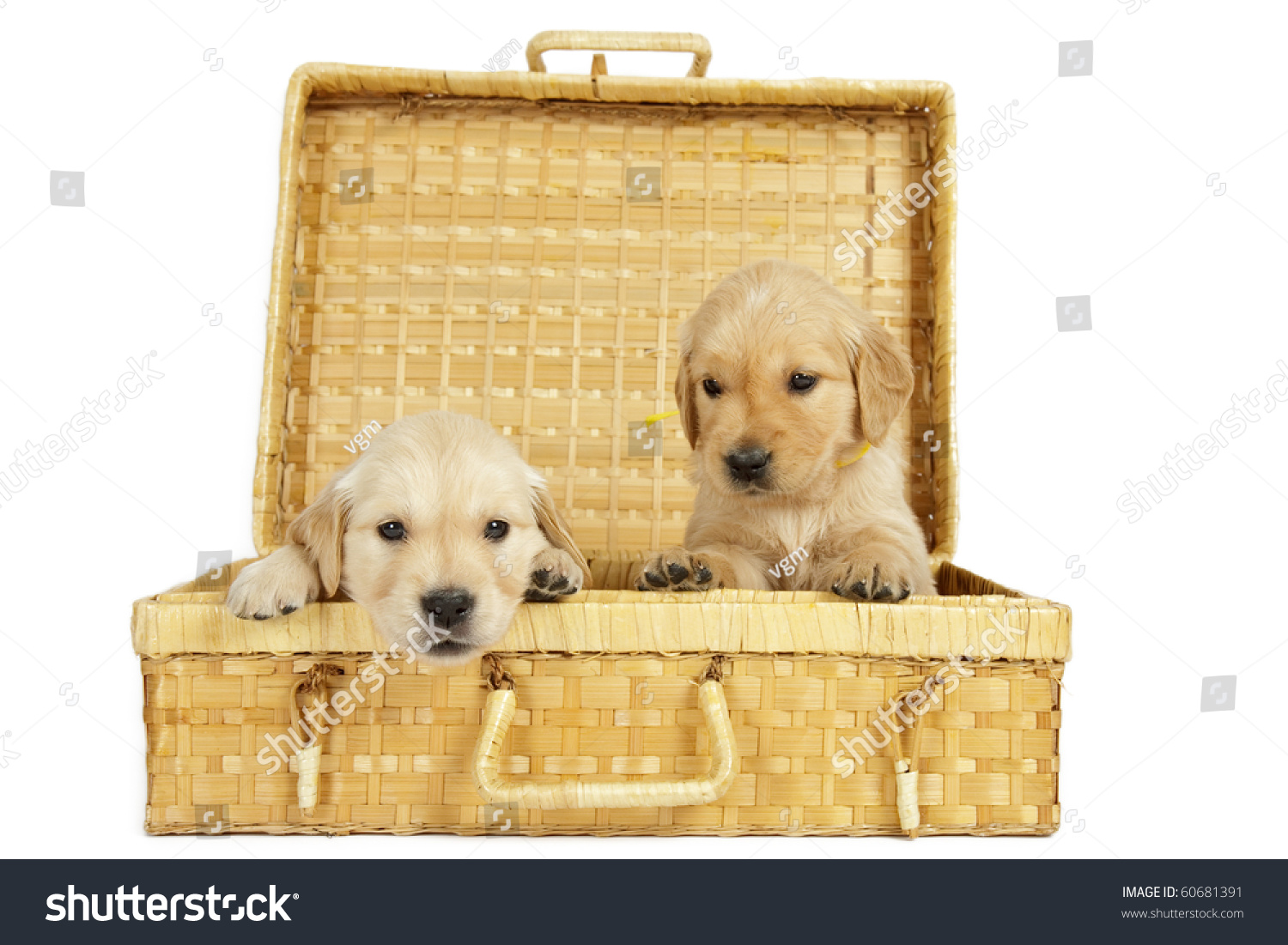 Golden retriever puppies in a wicker box Golden retriever puppies in a wicker box