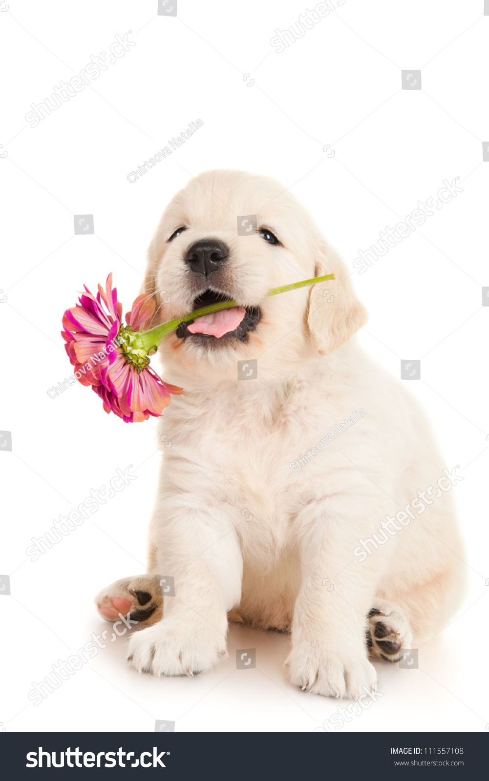 golden retriever flowers golden retriever puppy flower stock photo 111557108 golden retriever flowers golden retriever puppy flower stock photo 111557108