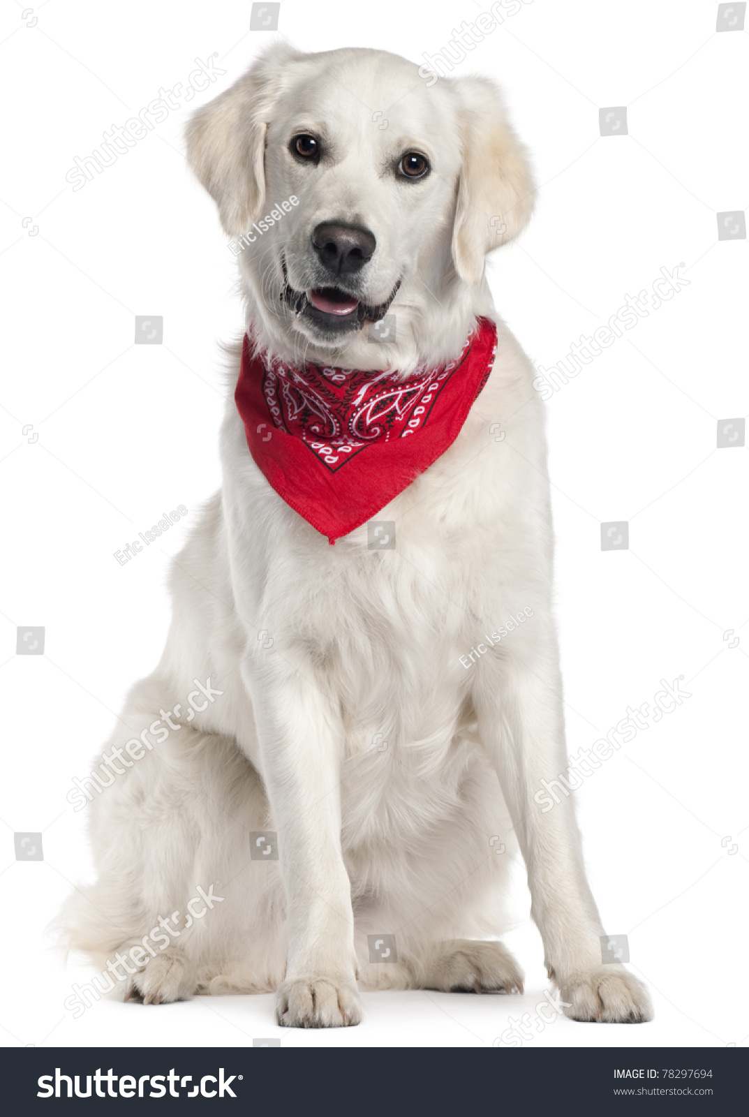 golden retriever handkerchief golden retriever wearing handkerchief 9 months sitting in front of white golden retriever handkerchief golden retriever wearing handkerchief 9 months sitting in front of white
