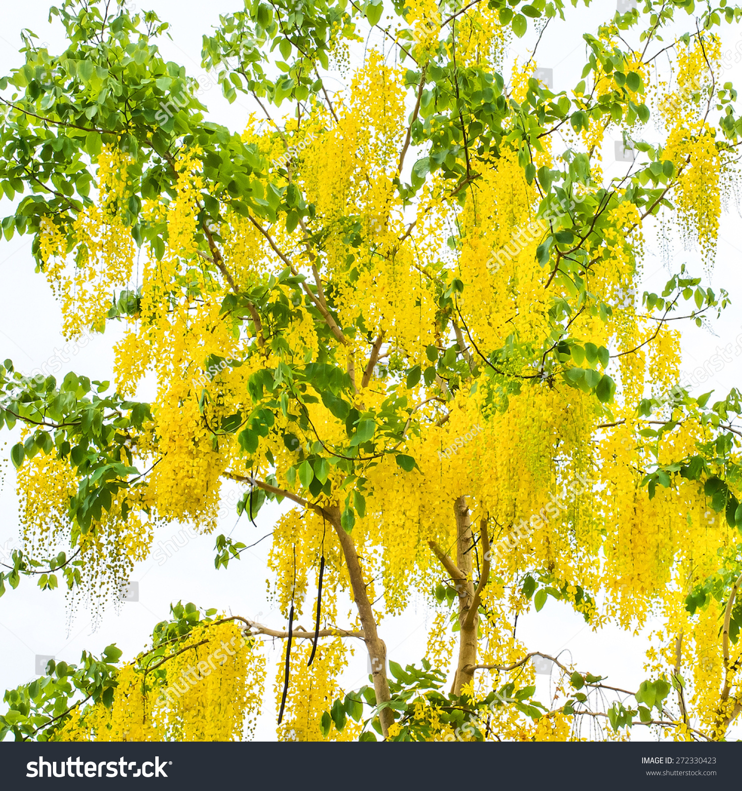 Valuable Videos with golden showers Videos with golden showers