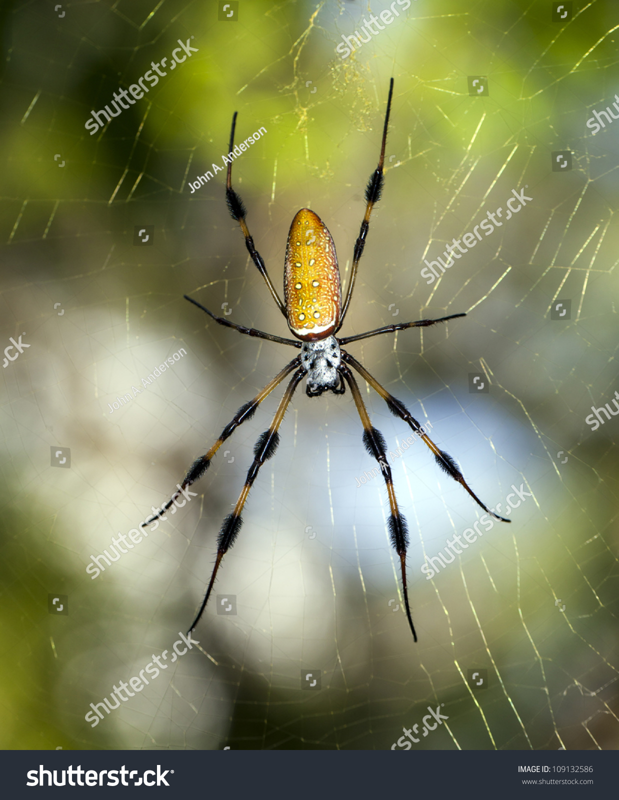 Golden Silk Orb Weavers Genus Nephila Giant Wood Spiders Or Banana