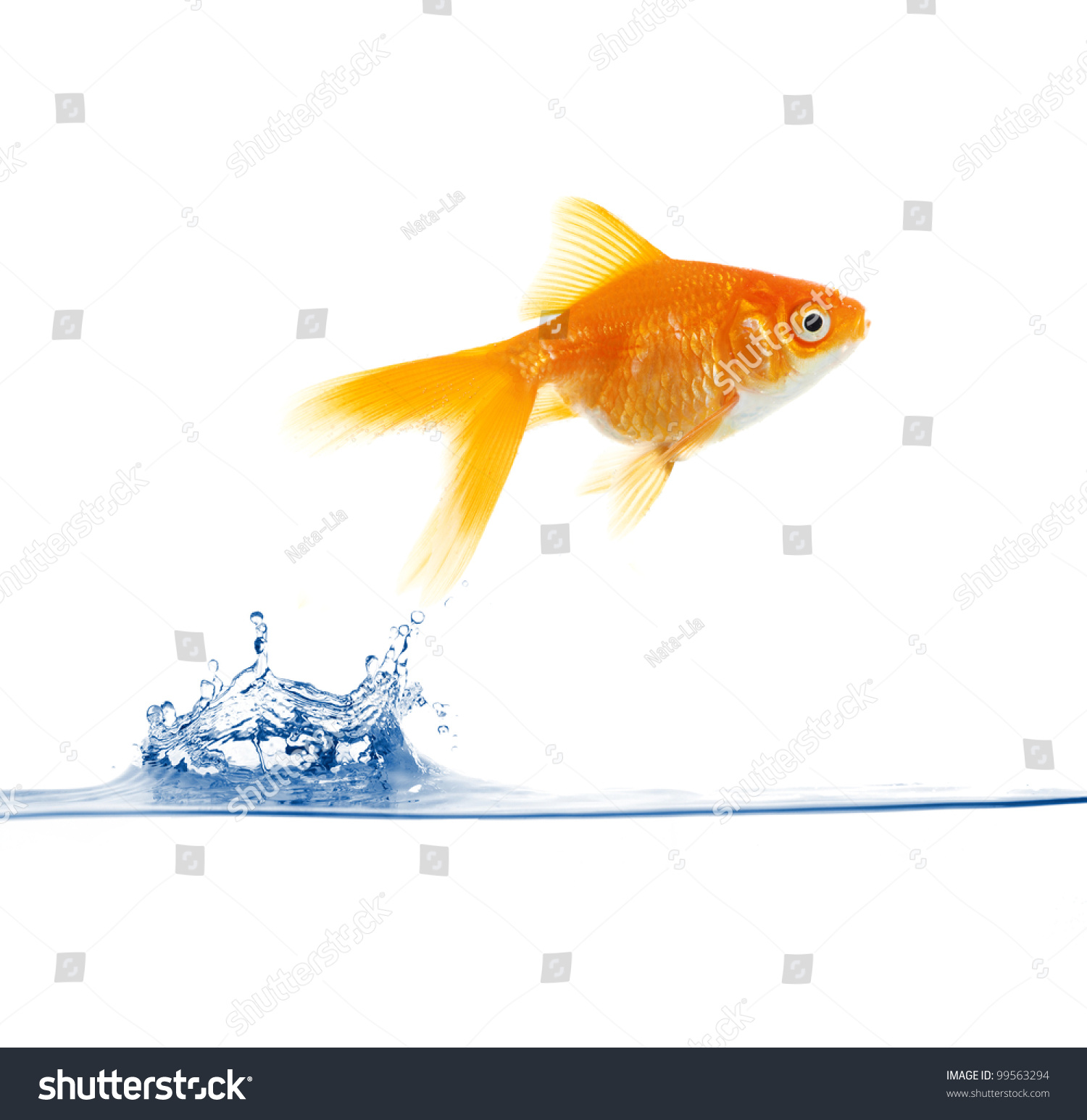 Goldfish Jumping Out Of The Water Stock Photo 99563294 Shutterstock