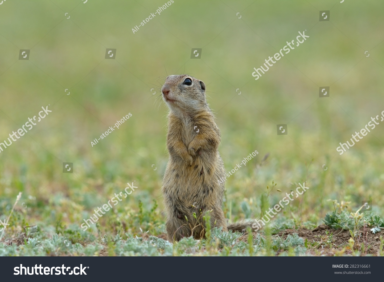 Gopher in two feet Gopher in two feet