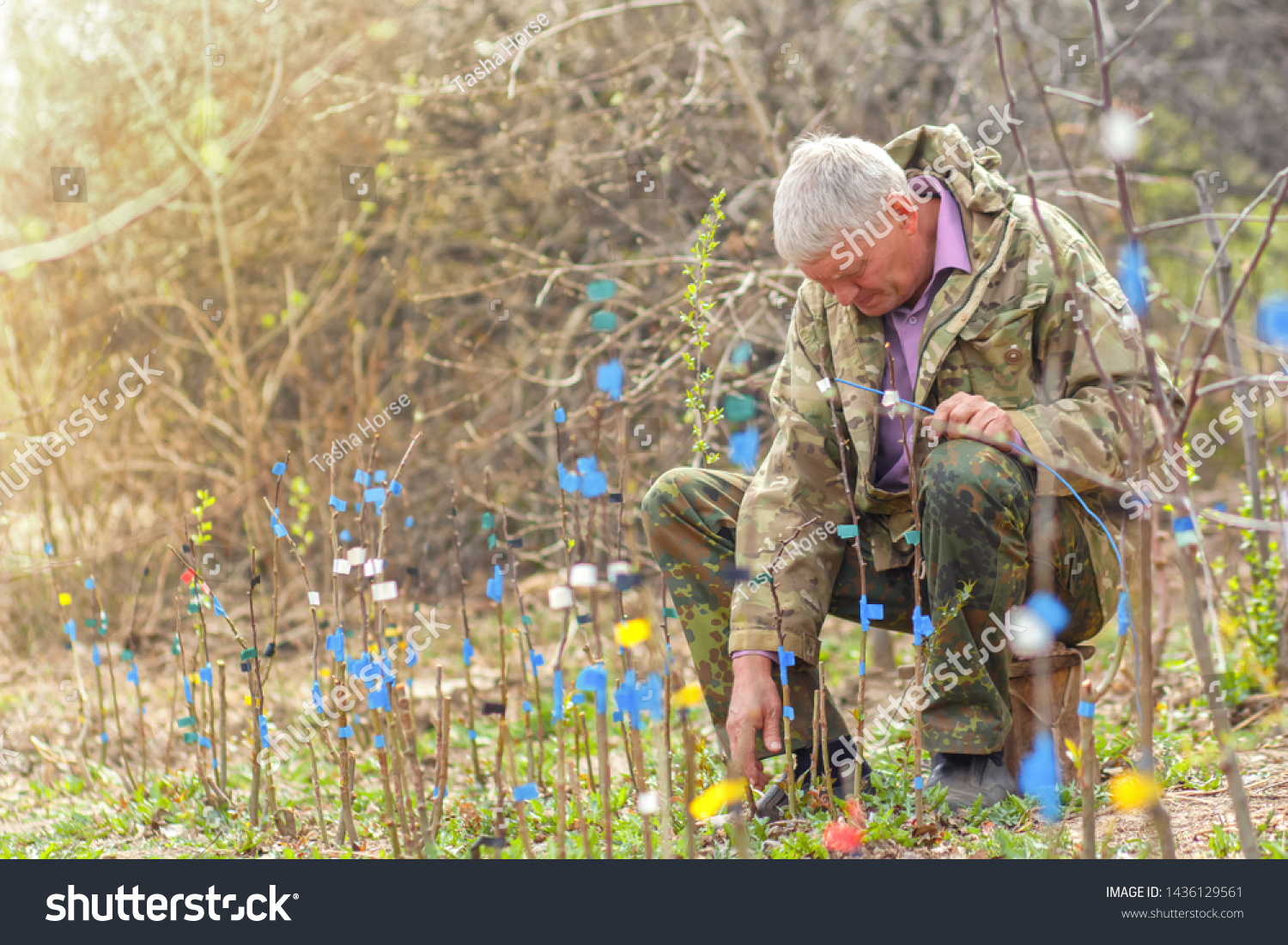 Grafting Fruit Tree Cleft Using Cuttings Stock Photo 1436129561