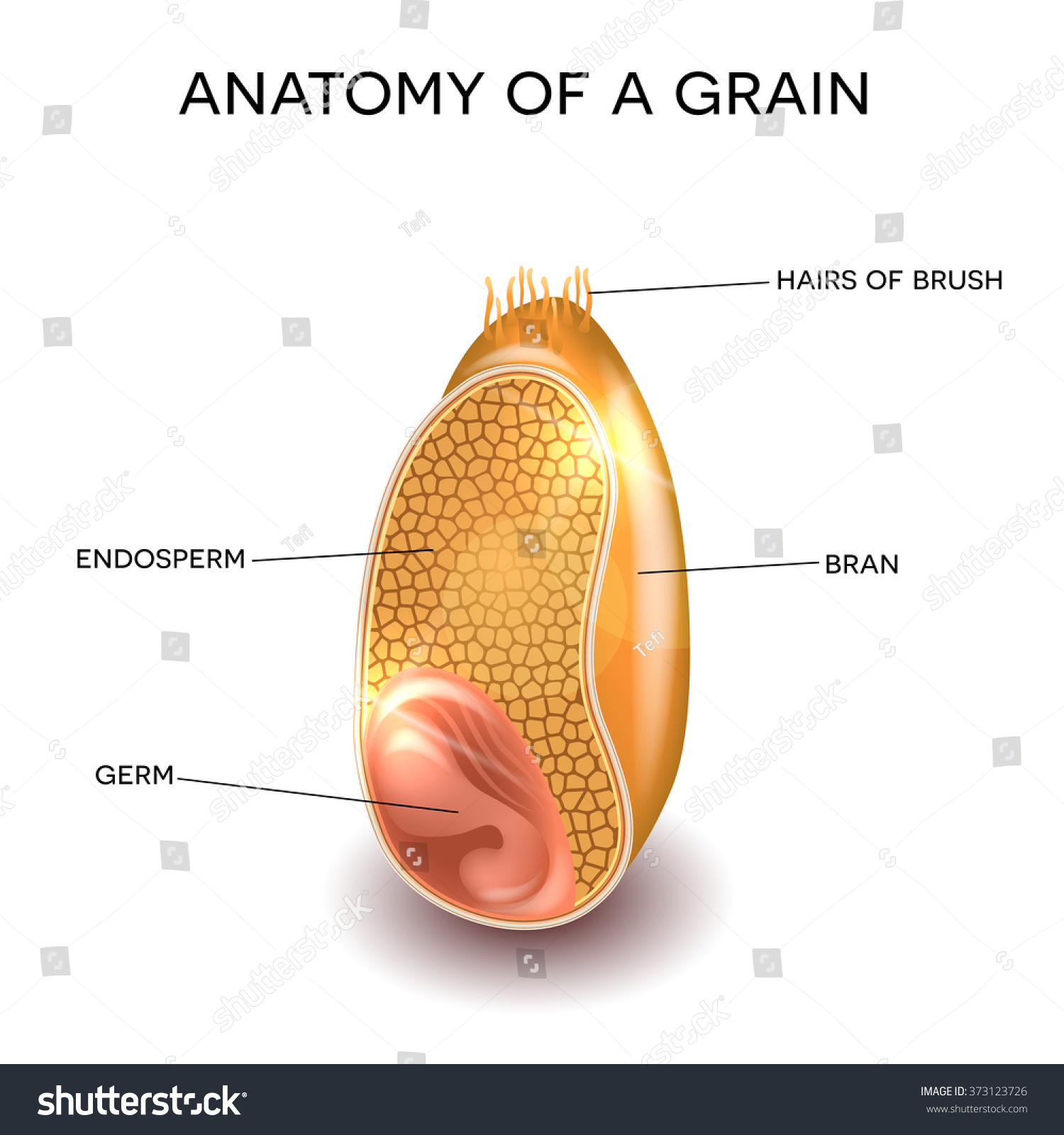 Image result for endosperm