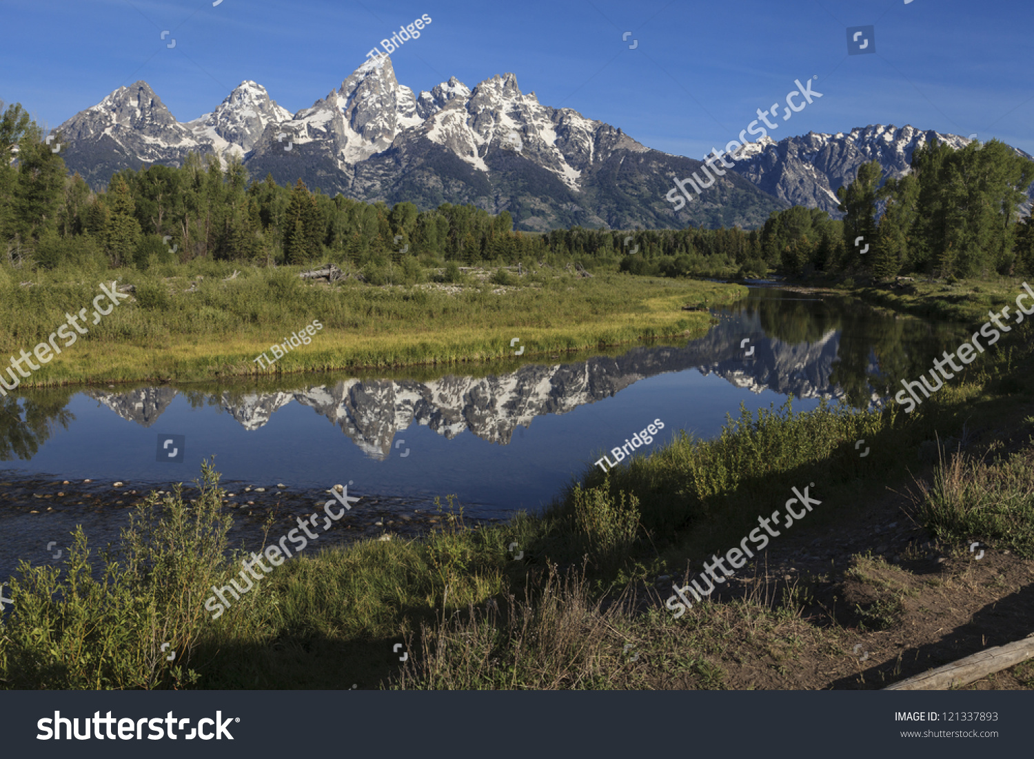 Weyerhaeuser stock options