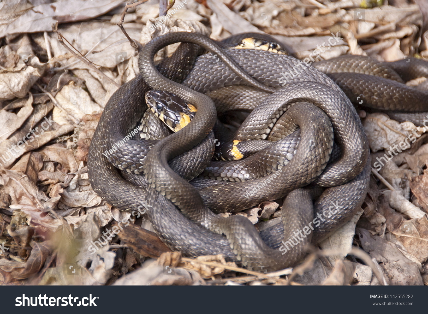 Grass Snakes In The Mating Season. Stock Photo 142555282 : Shutterstock