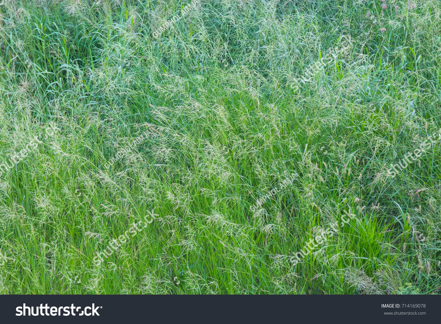 Grass Texture Not Perfect Stock Photo Edit Now 714169078