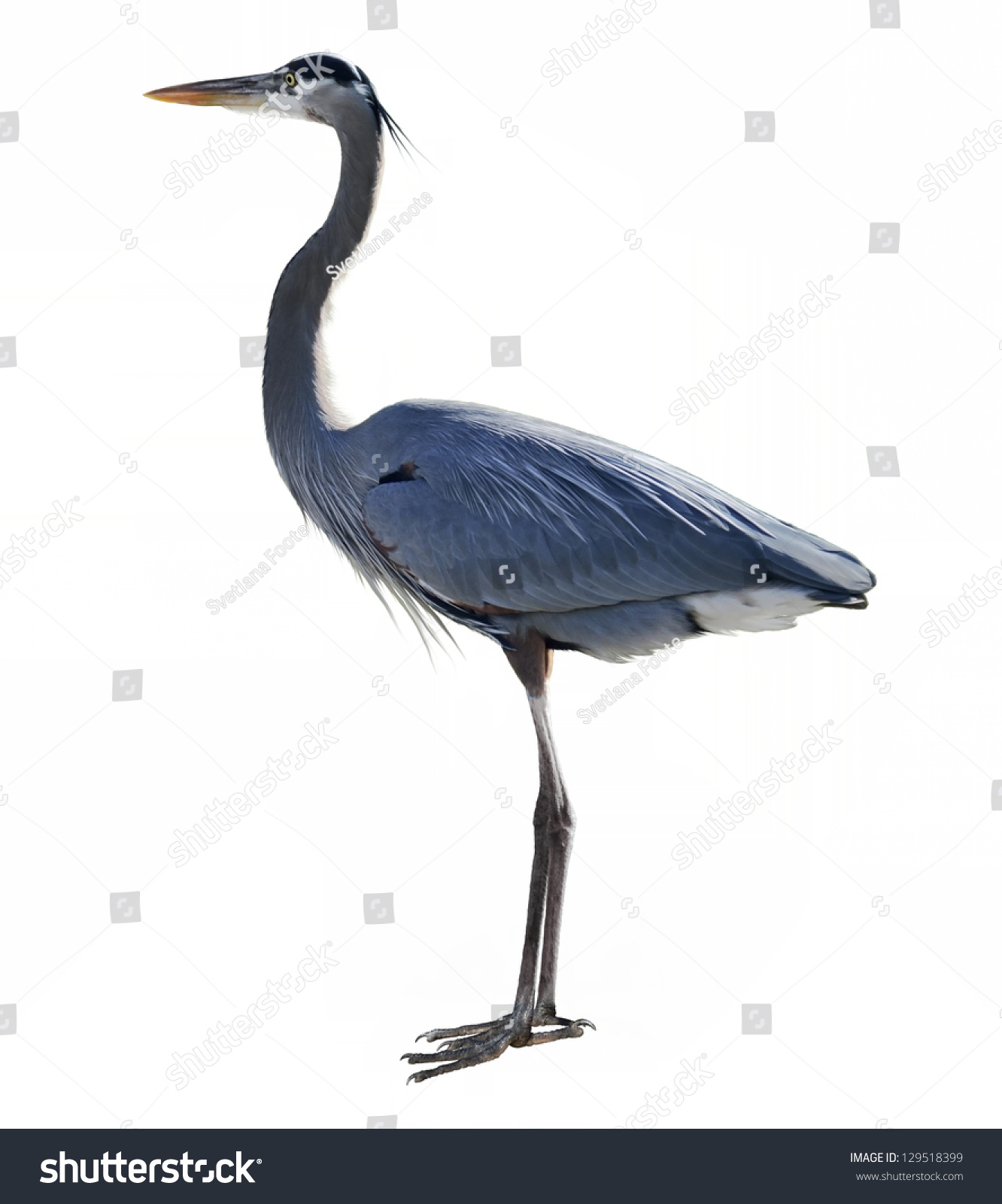 Great Blue Heron On White Background Stock Photo 129518399 : Shutterstock