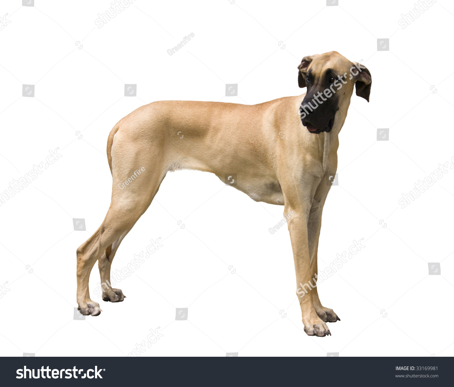 Great Dane Standing And Looking Curiously Stock Photo 33169981