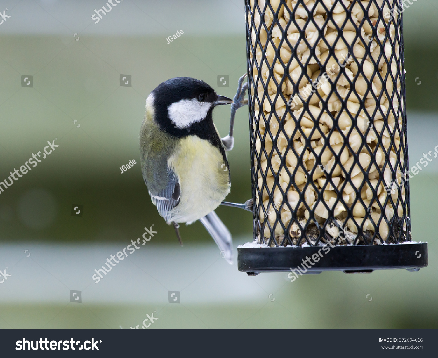 great tit sitting and eating on a bird feeder looking at great tit sitting and eating on a bird feeder looking at