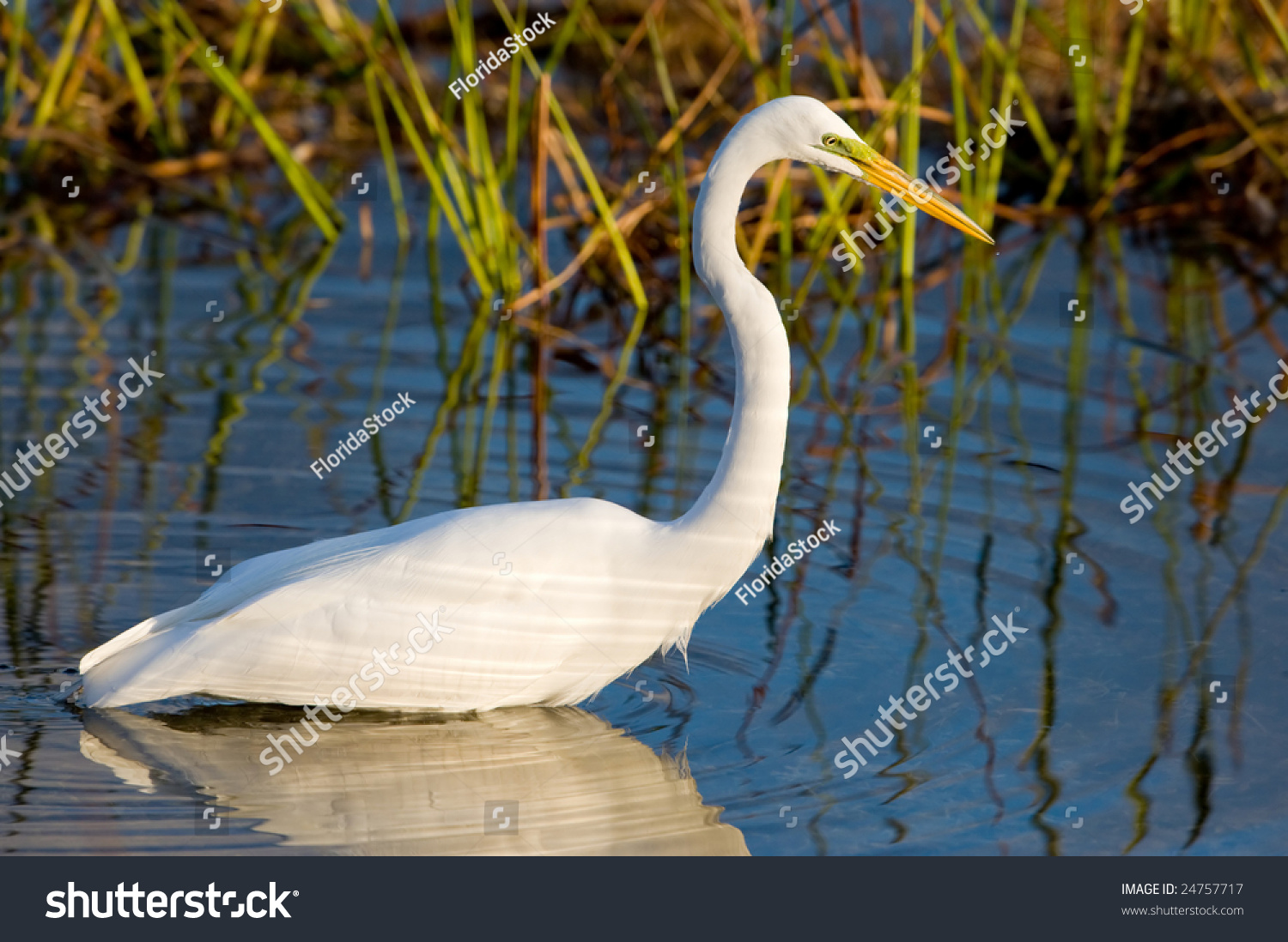 the wetland ecosystem of the american everglades Wetland tourism: usa – the everglades national park the greater everglades ecosystem designated on the north american continent it. the wetland ecosystem of the american everglades Wetland tourism: usa – the everglades national park the greater everglades ecosystem designated on the north american continent it.