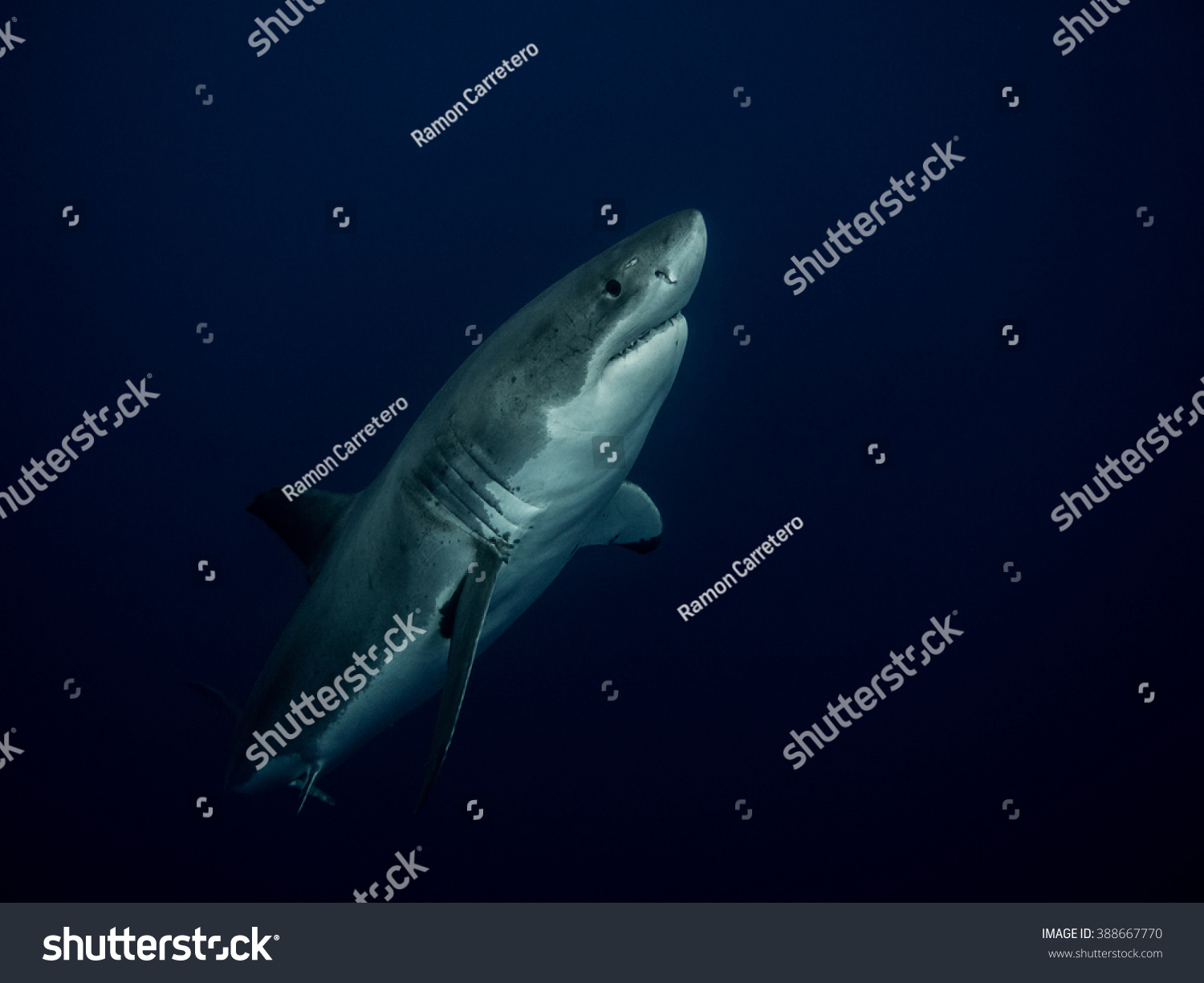 Great White Shark Emerging Depths Pacific Stock Photo 388667770 