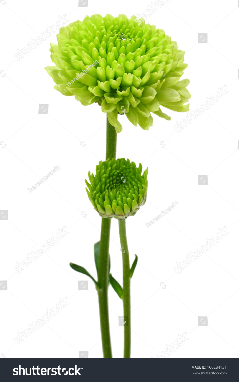 Green Flower Isolated On White Background Stock Photo 106284131