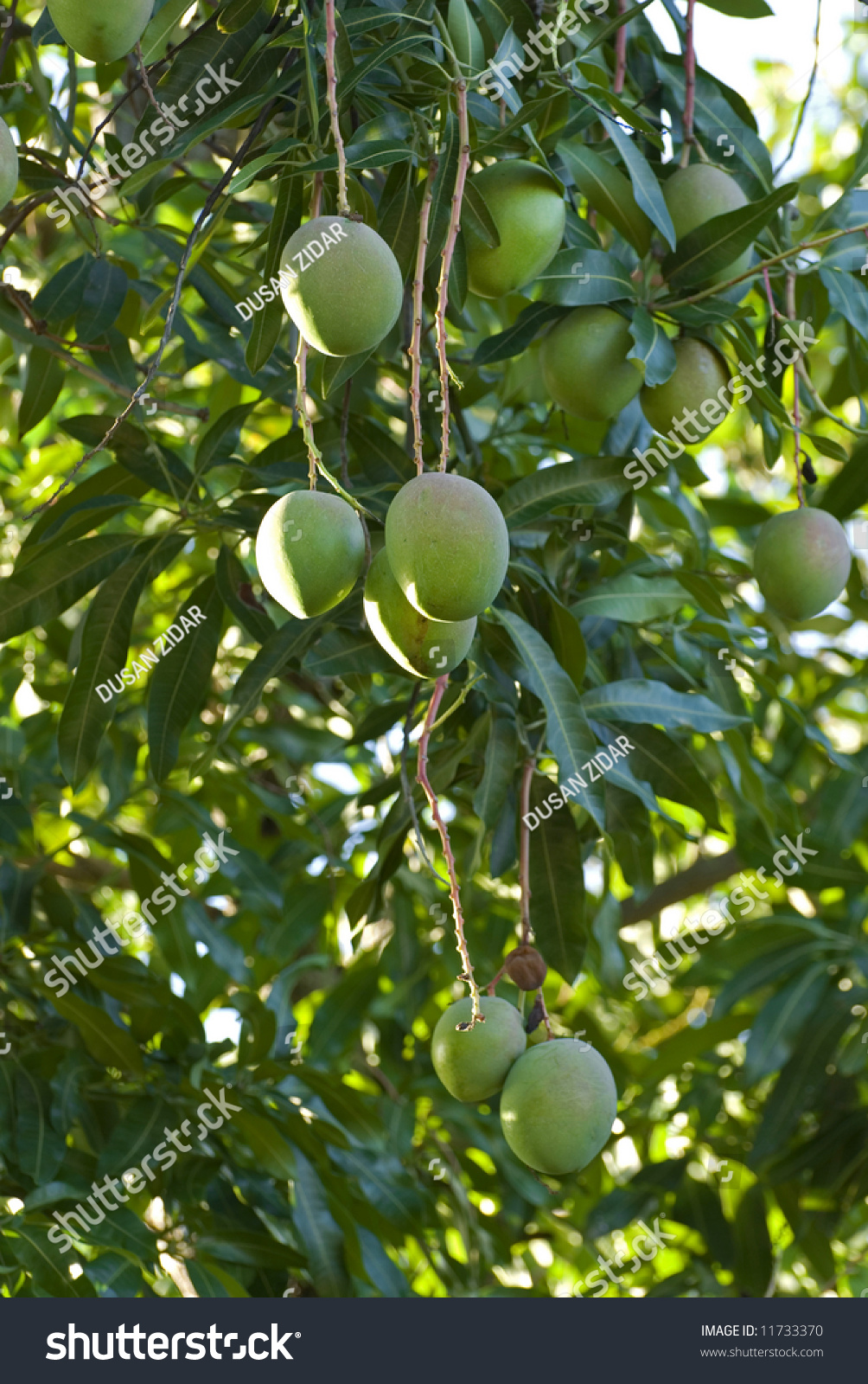 Green Fruits On Mango Tree In Cuba Stock Photo 11733370 Shutterstock