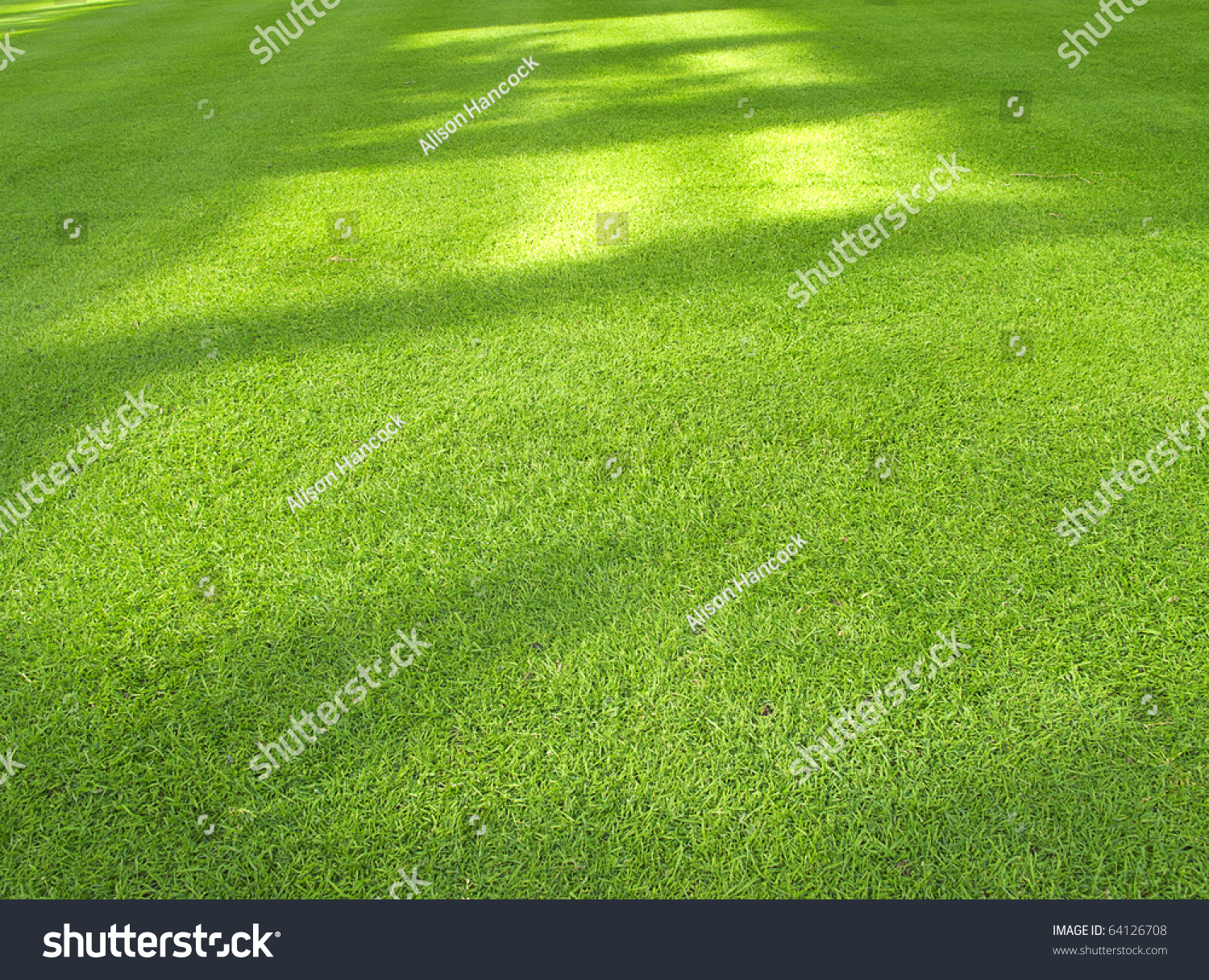 Green Lawn, Closely Mowed As Grass Background Stock Photo 64126708