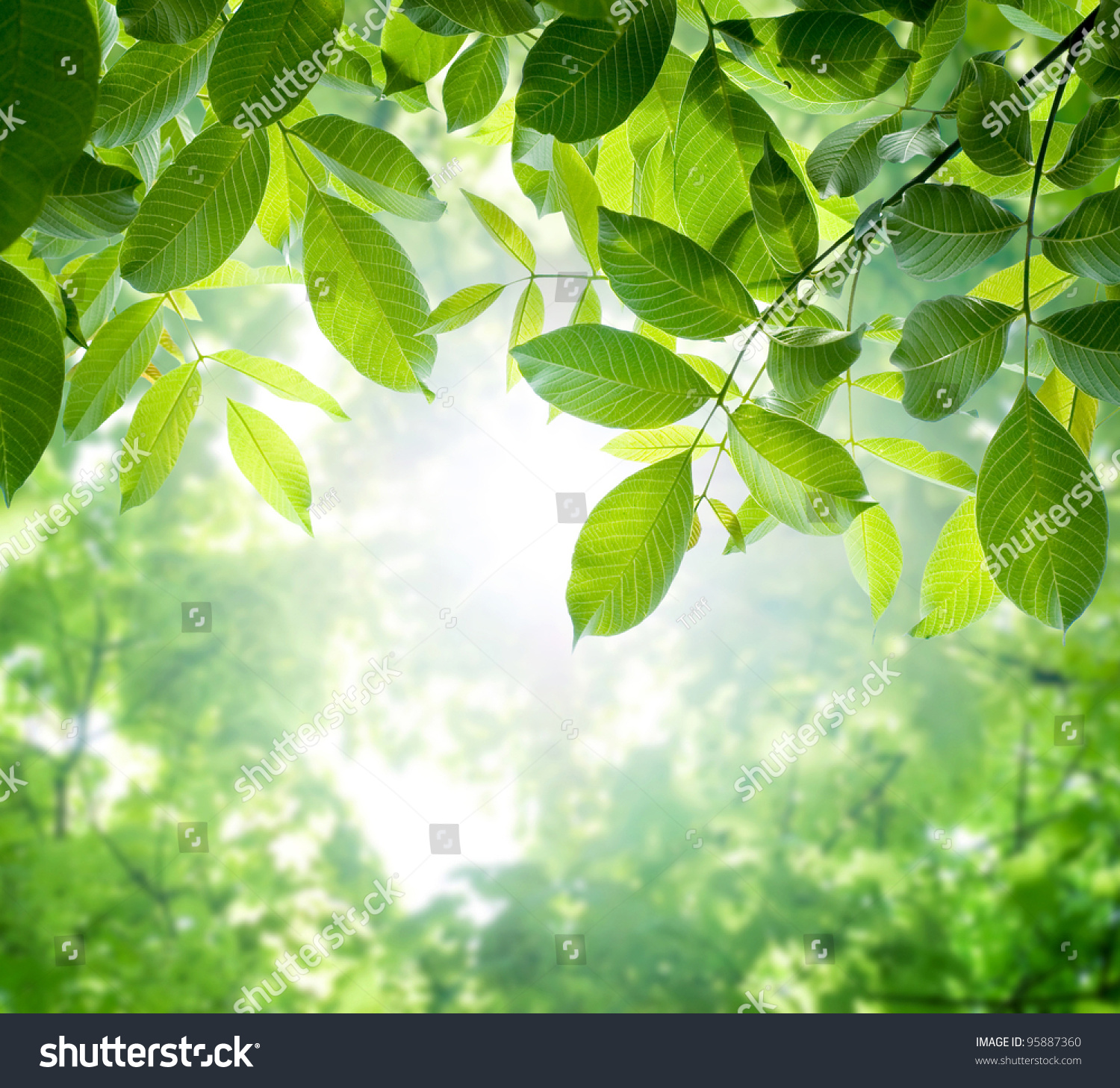 Green Leaves With Sun Stock Photo 95887360 Shutterstock
