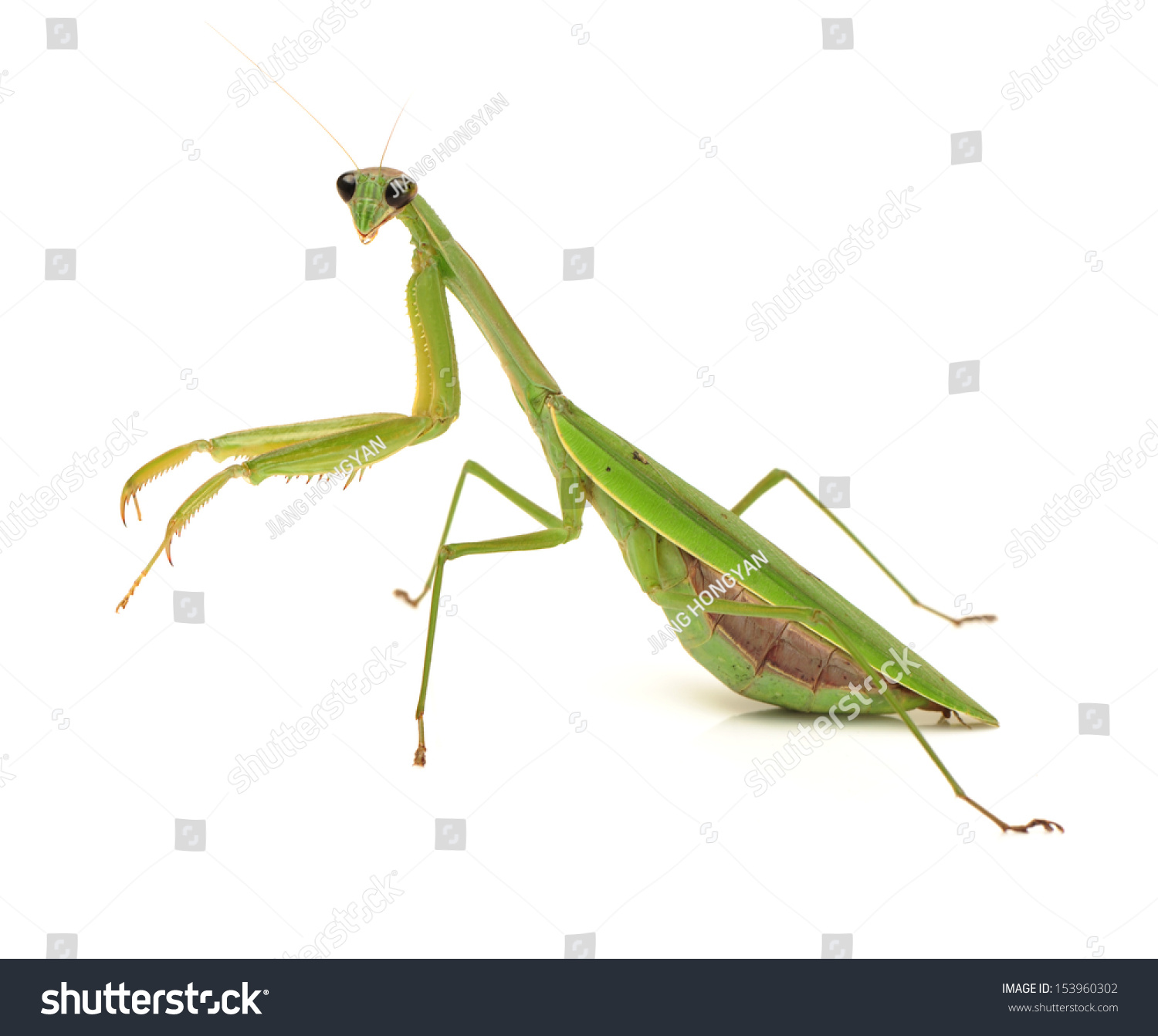 the background of the praying mantis the background of the praying mantis