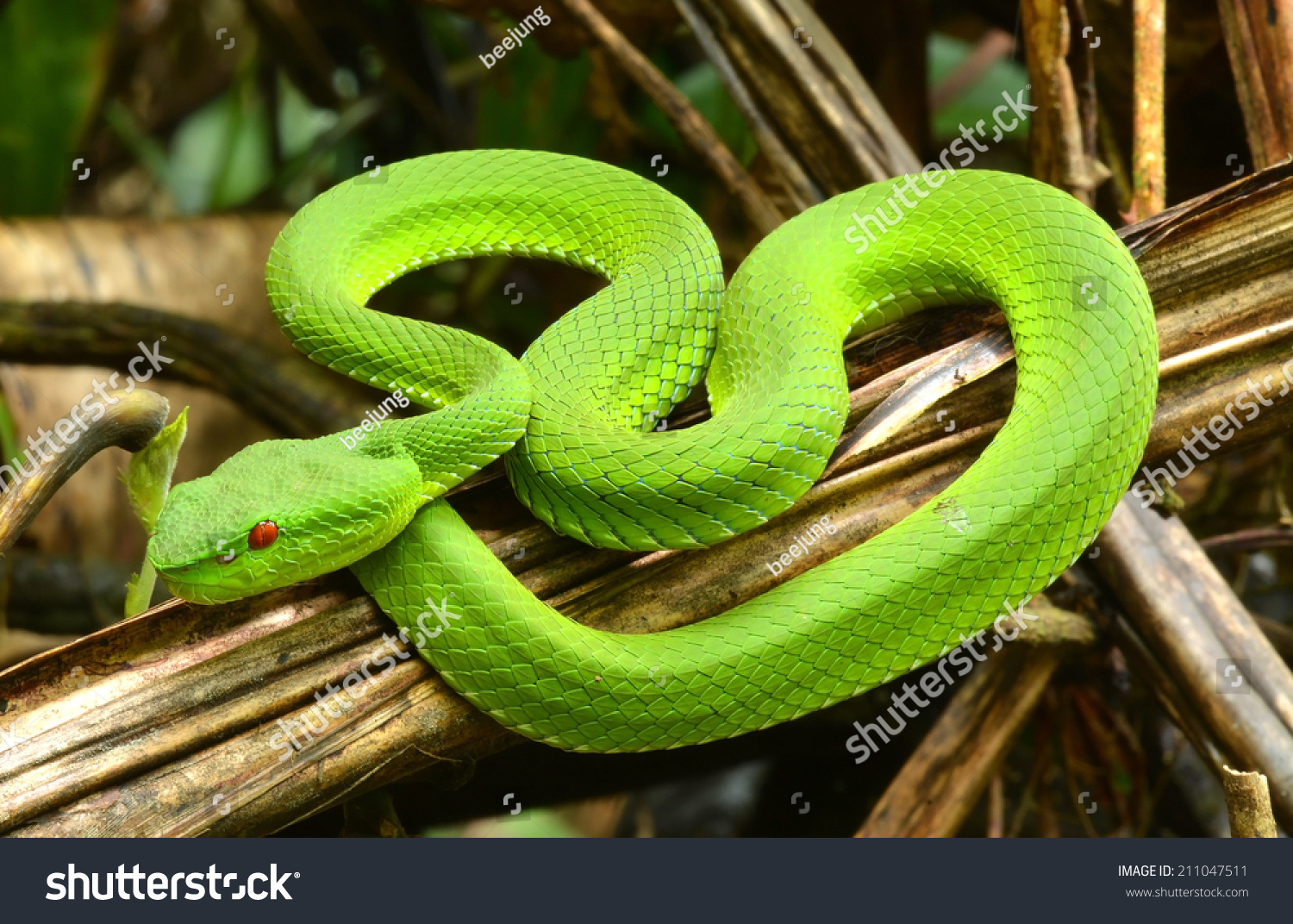 Green Pit Viper Asian Pit Viper Stock Photo 211047511 - Shutterstock