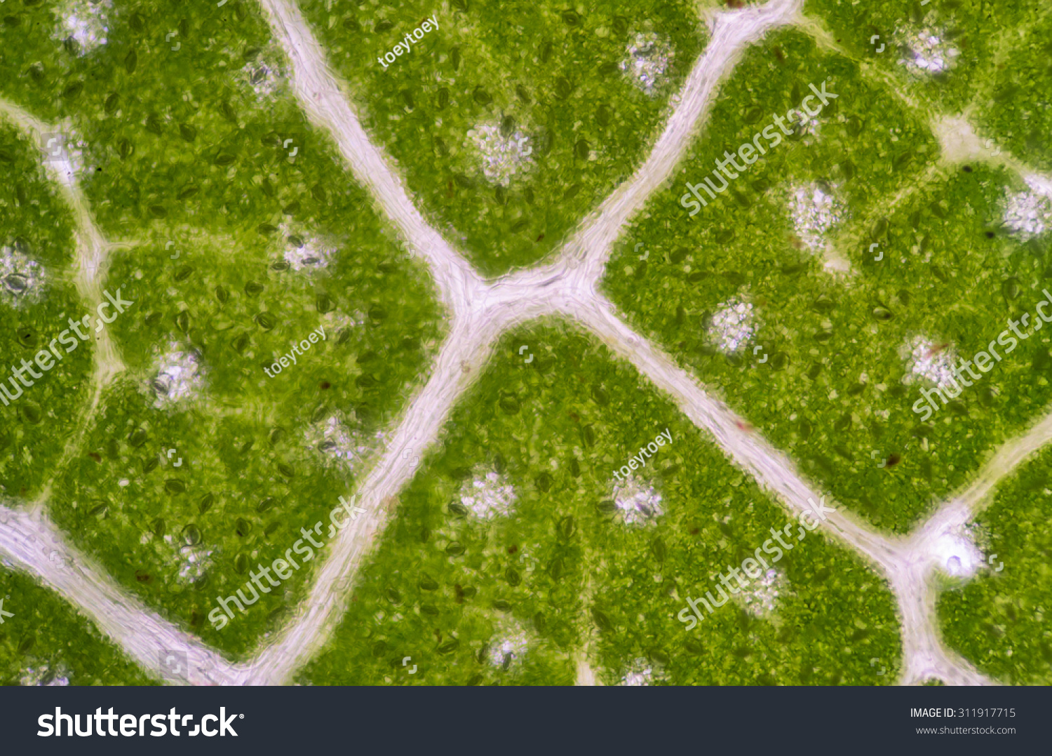 Green Plant Cells Under Microscope Stock Photo 311917715