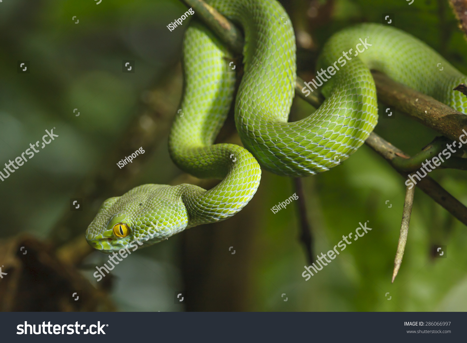 Green Snake In Rain Forest. Stock Photo 286066997 : Shutterstock