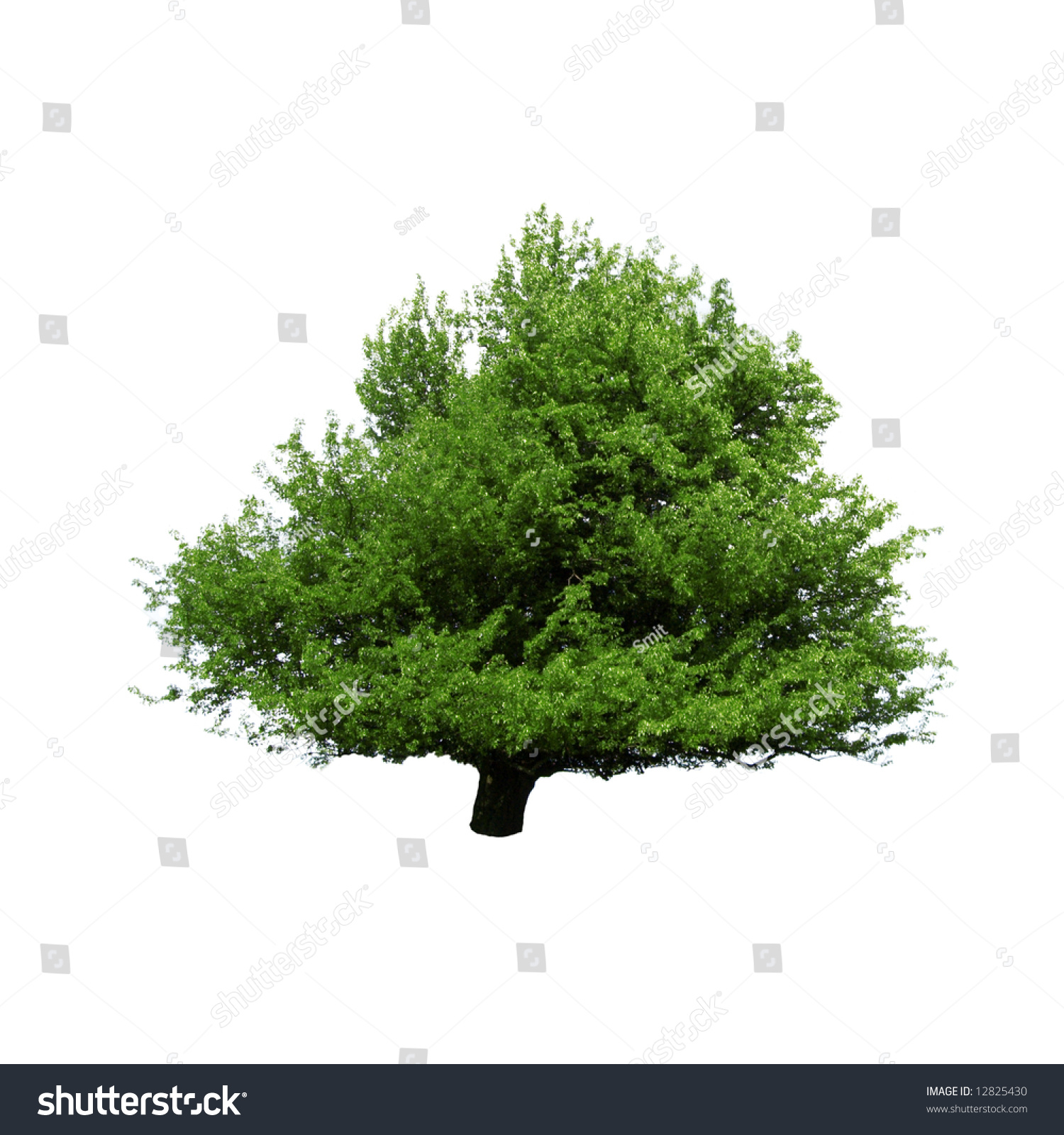 Green Tree Isolated On White Stock Photo 12825430 : Shutterstock