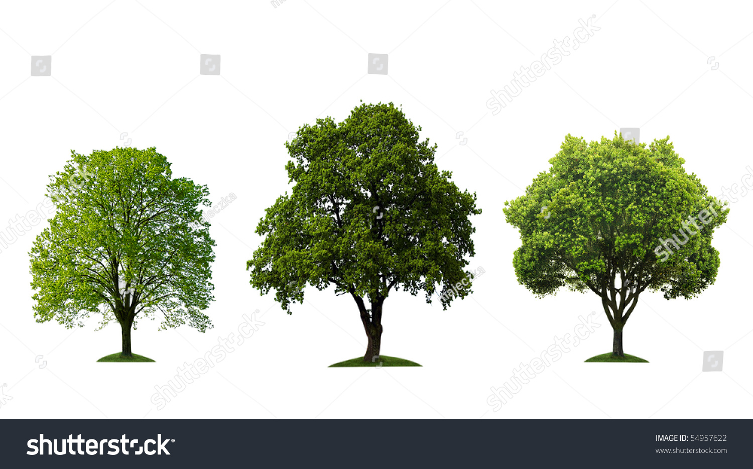 Green Trees Isolated On White Stock Photo 54957622 : Shutterstock