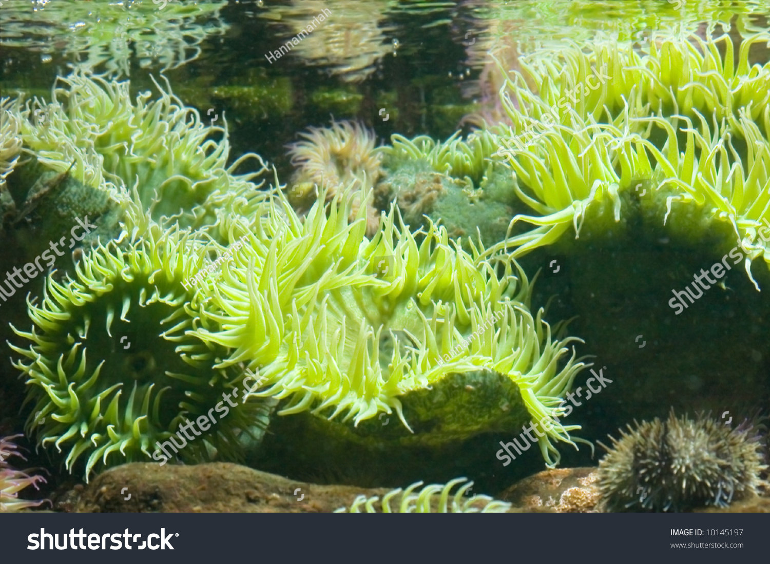 Green Underwater Plant Life. Stock Photo 10145197