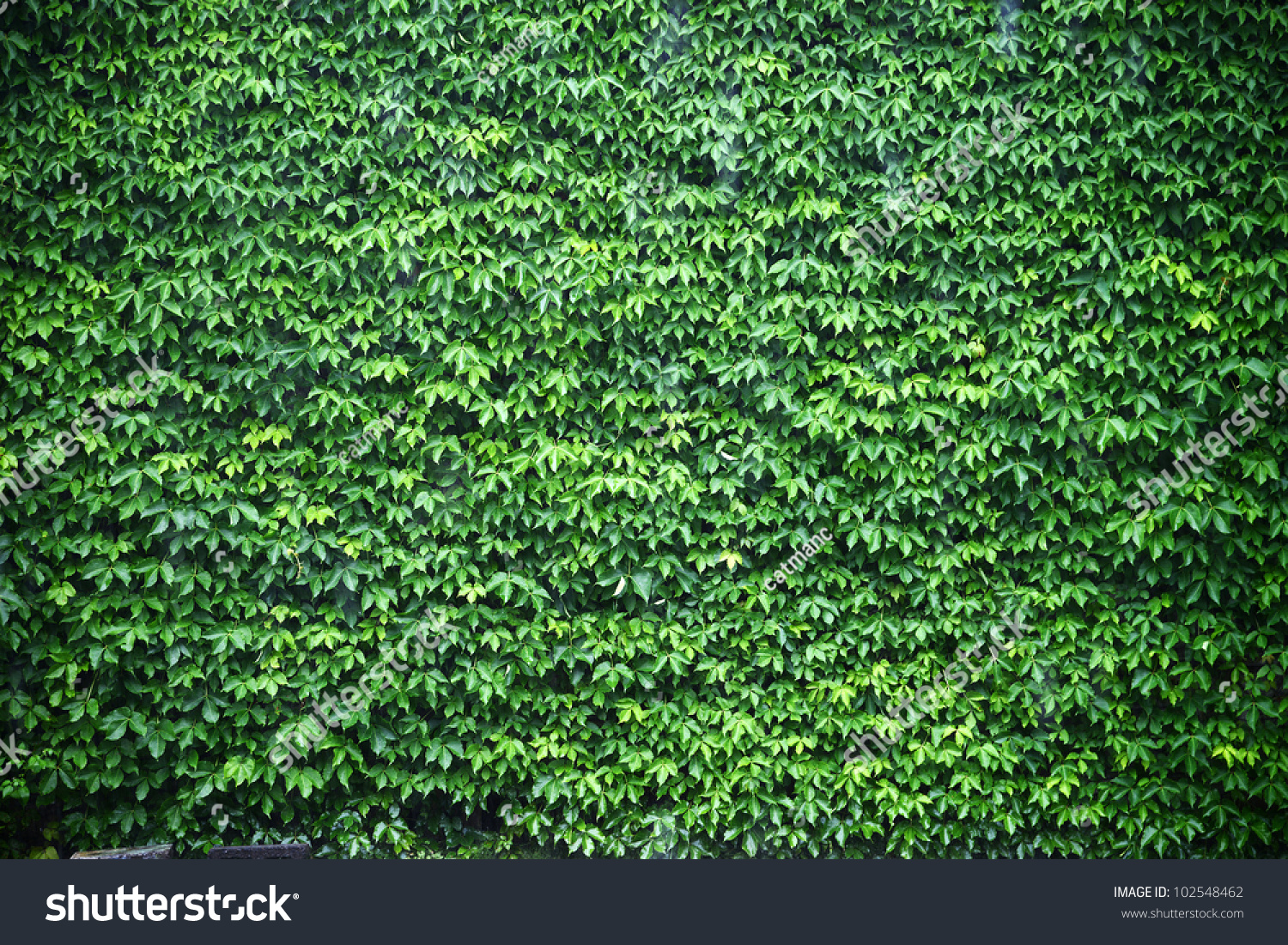 Green Wall Stock Photo 102548462 - Shutterstock1500 x 1101