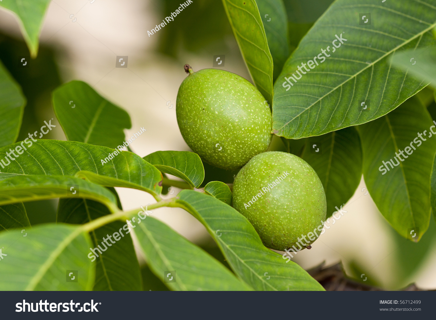 Green Walnuts Growing On A Tree Stock Photo 56712499 Shutterstock