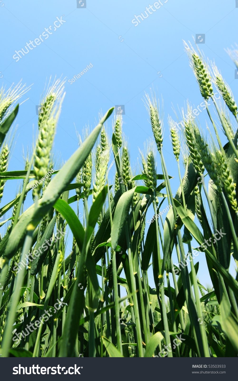 Green Wheat Plant Growing In Field Stock Photo 53503933 : Shutterstock