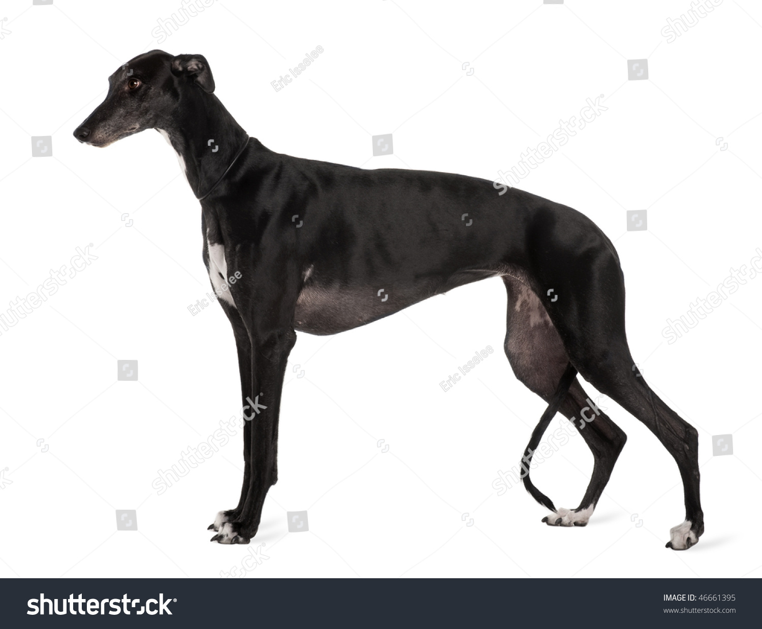  greyhound dog 