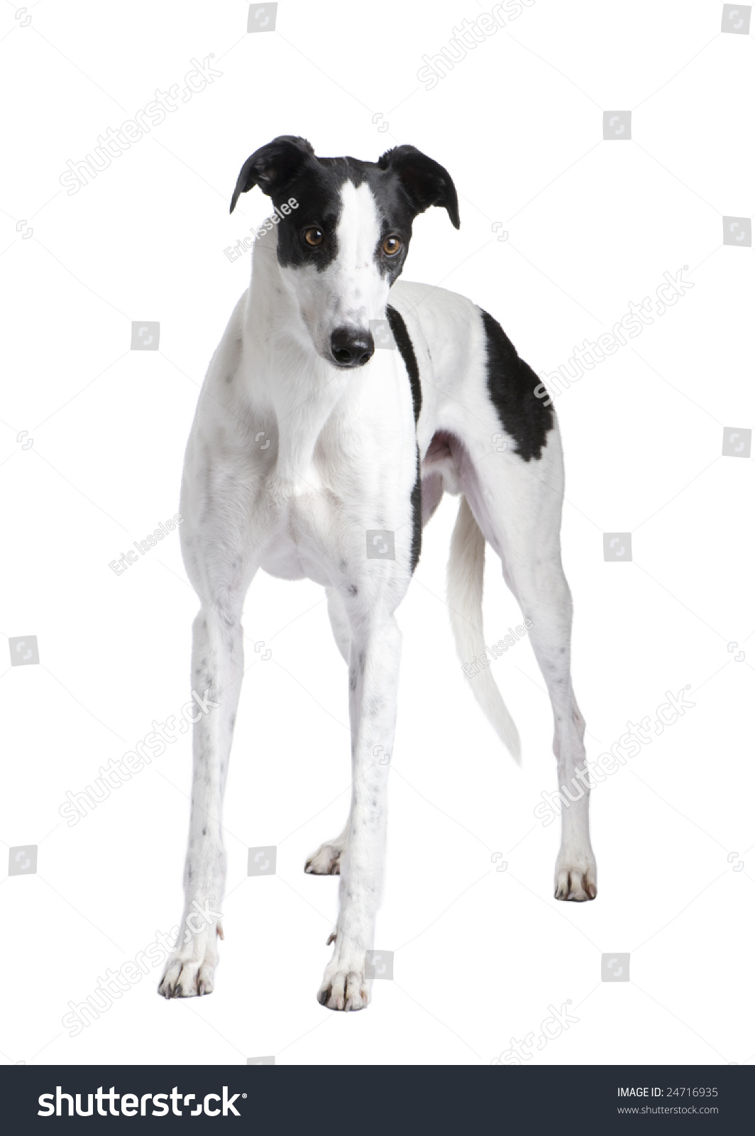 Greyhound In Front Of A White Background Stock Photo 24716935