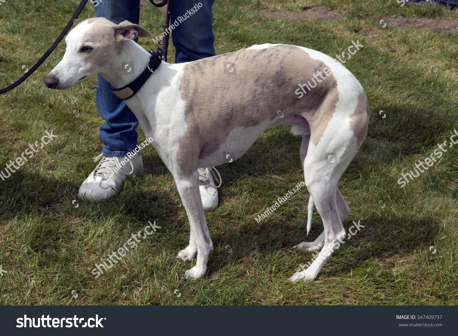 greyhound Saluki dog breed greyhound Saluki dog breed