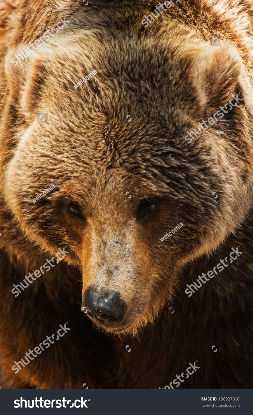 Grizzly Bear Head Closeup Photo American Brown Bear Grizzly Bear Head Closeup Photo American Brown Bear