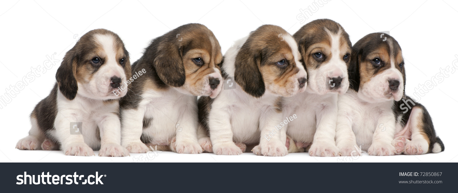 Group Of Beagle Puppies, 4 Weeks Old, Sitting In A Row In Front Of