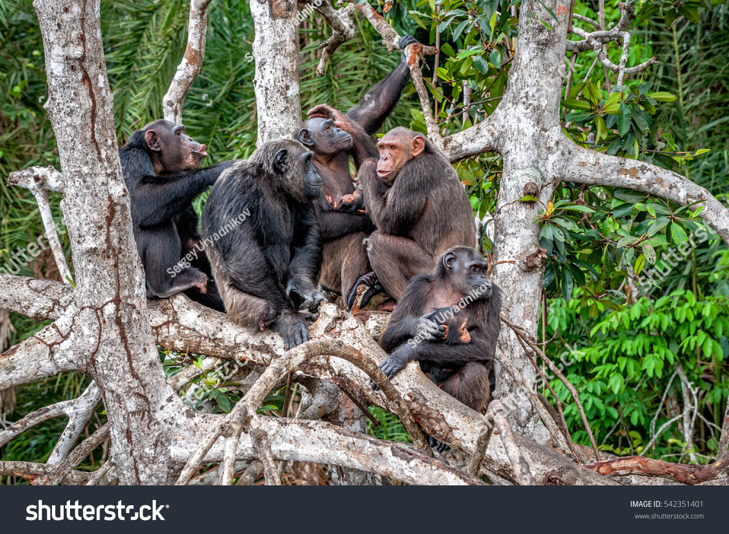 Group of Chimpanzee Pan troglodytes on mangrove branches Mother-chimpanzee sits and holds on hands of the cub Chimpanzees chimps Pan troglodytes troglodytes Congo Africa Group of Chimpanzee Pan troglodytes on mangrove branches Mother-chimpanzee sits and holds on hands of the cub Chimpanzees chimps Pan troglodytes troglodytes Congo Africa