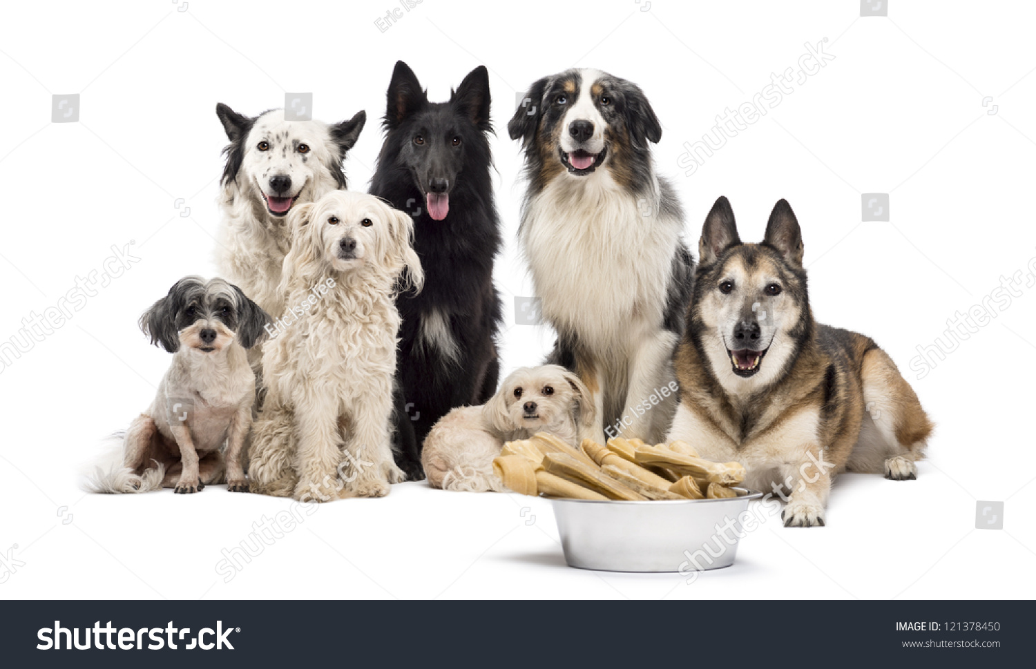 Group Of Dogs With A Bowl Full Of Bones In Front Of Them Sitting