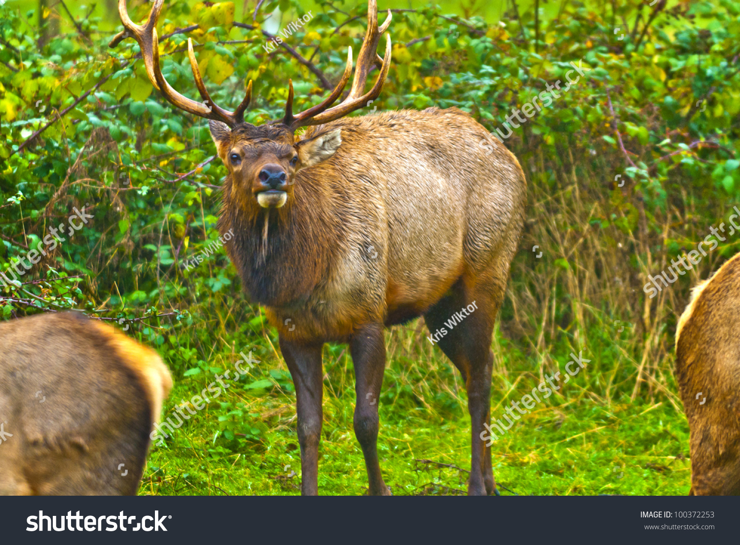 Group Of Elk 50