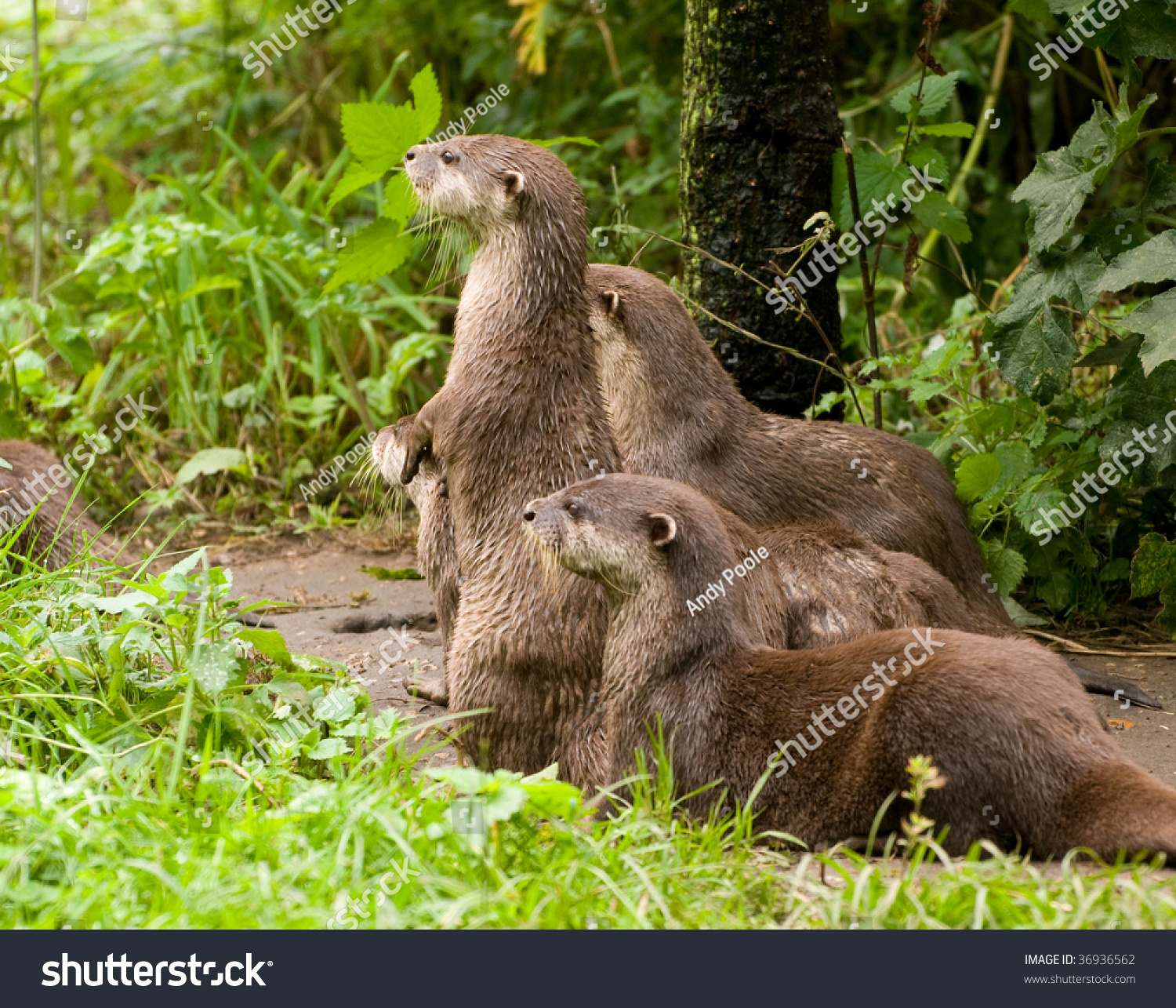 Group Of Otters 73