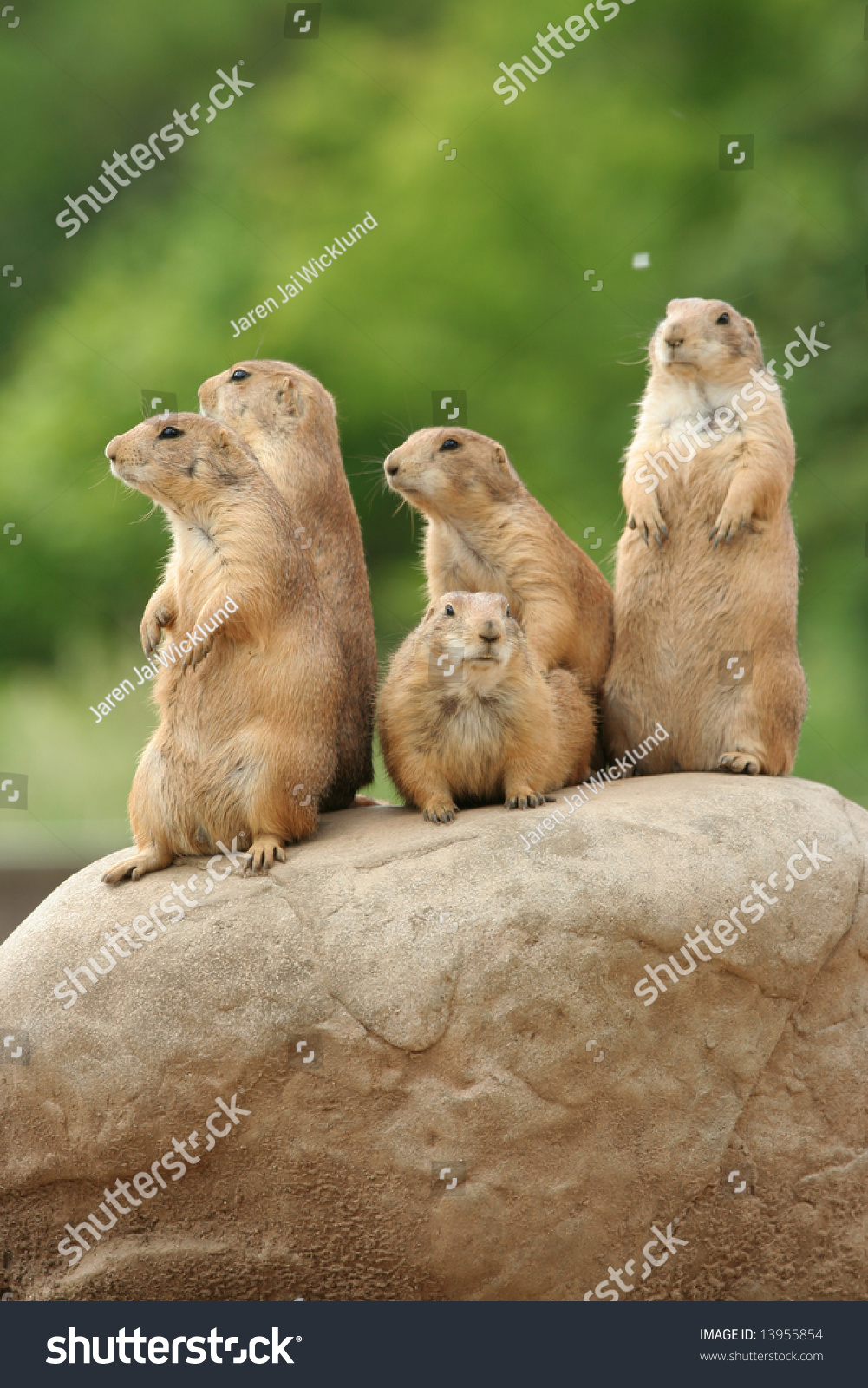 Of Prairie Dogs Standing On Top Of Rock Of Prairie Dogs Standing On Top Of Rock Stock Photo
