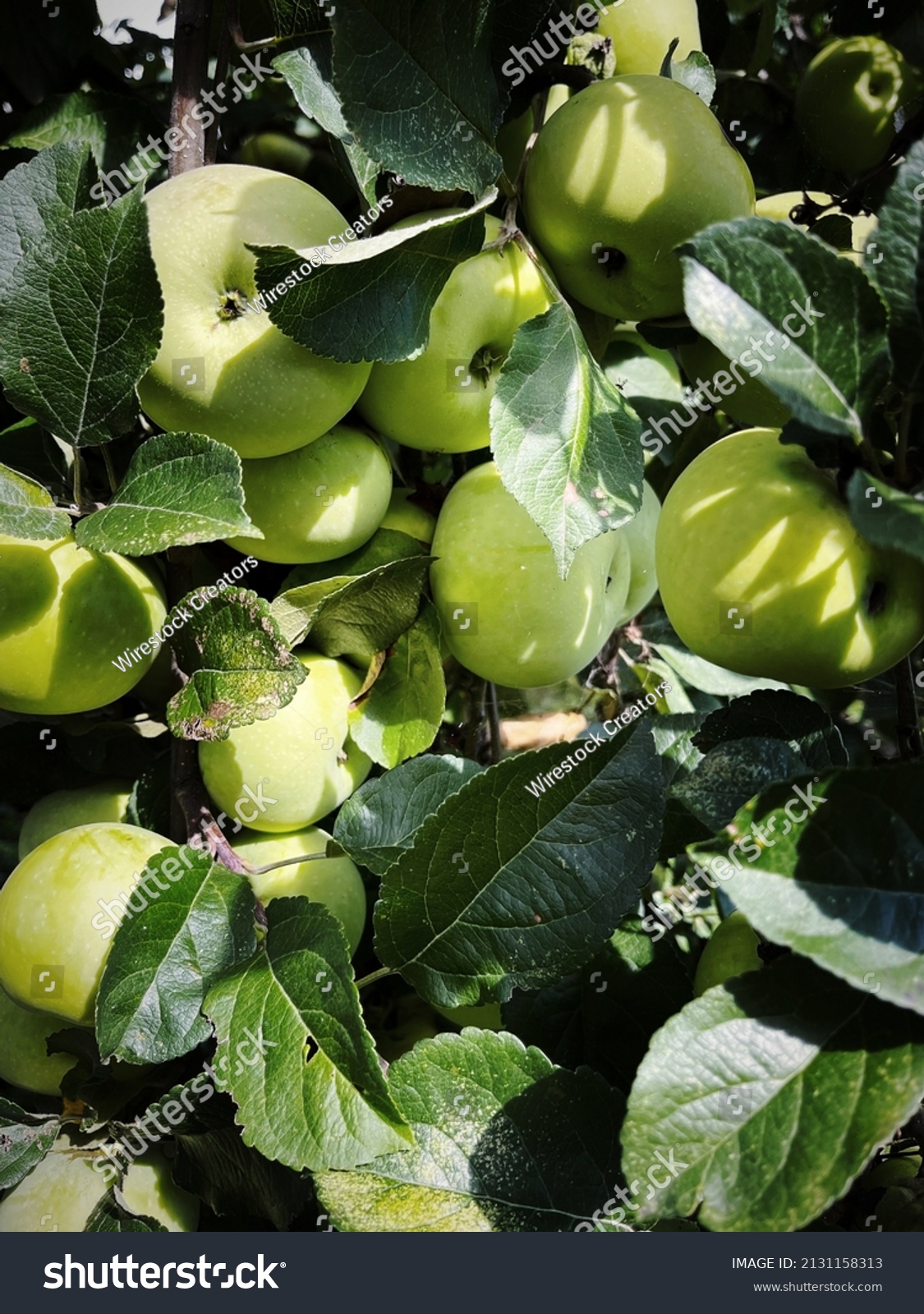 Malus Pumila Mill Images Stock Photos Vectors Shutterstock