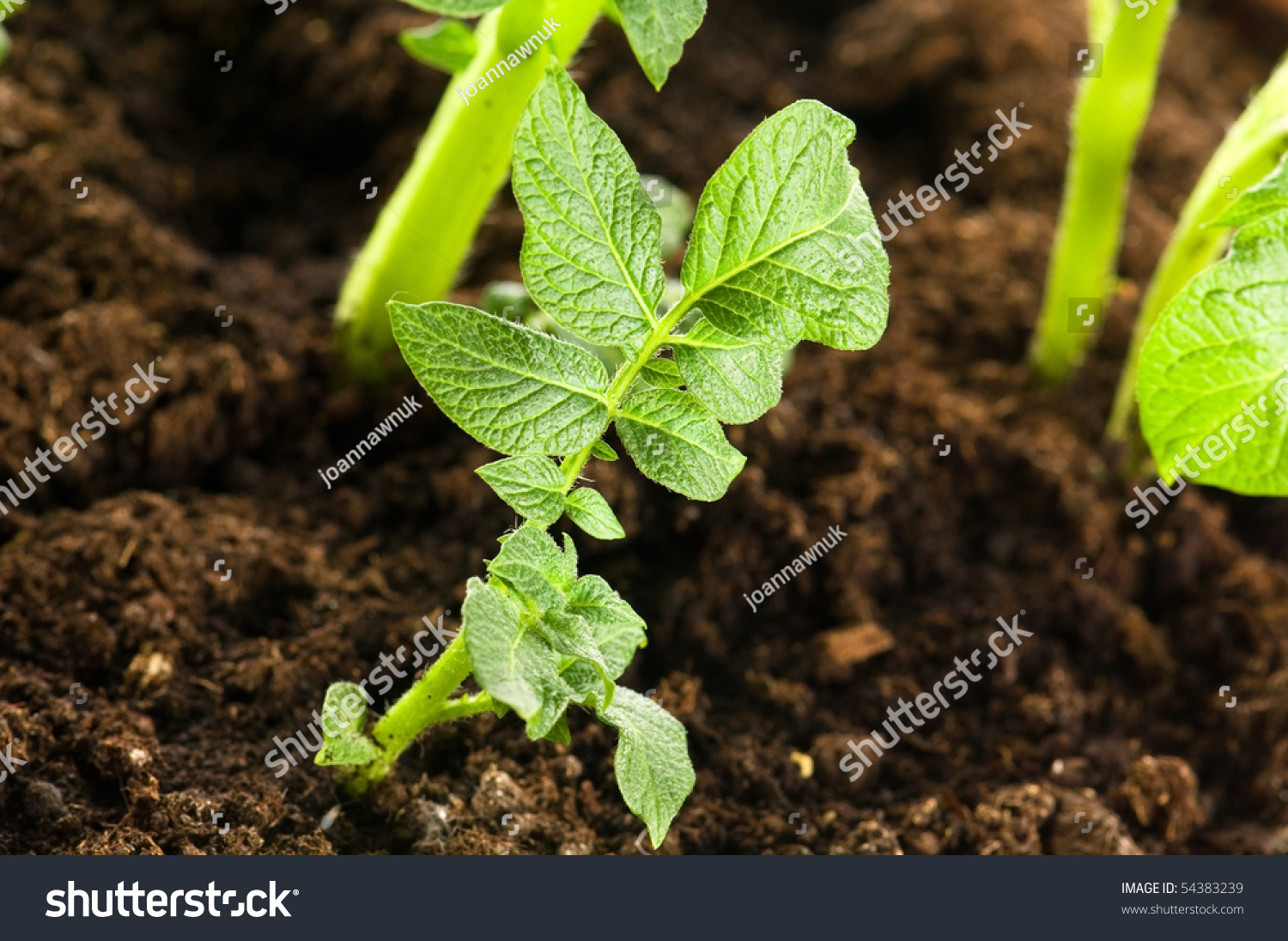 Growing Potato Baby Plant Soil Stock Photo 54383239 Shutterstock
