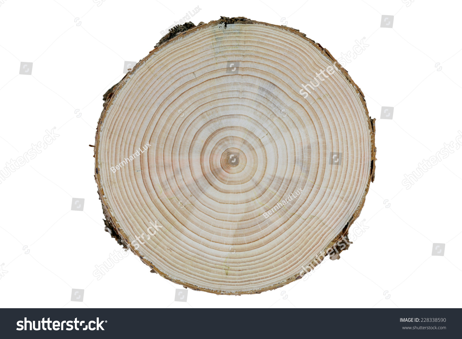 growth-rings-stock-photo-228338590-shutterstock