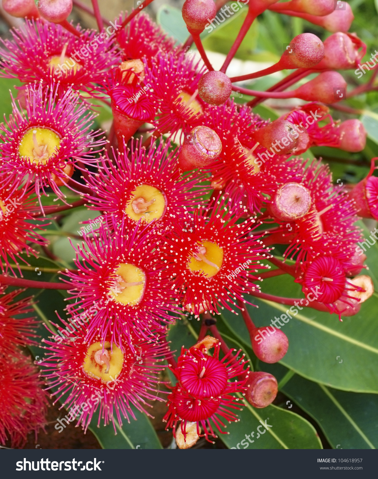 Gum Flowers Of Eucalyptus Summer Red Corymbia Australiana Stock Photo